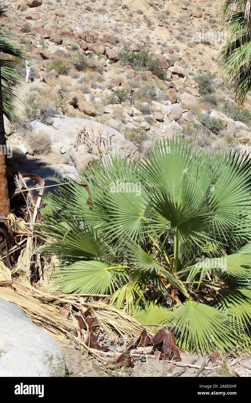 Southern Mojave Desert Juveniles of Washingtonia Filifera, commonly