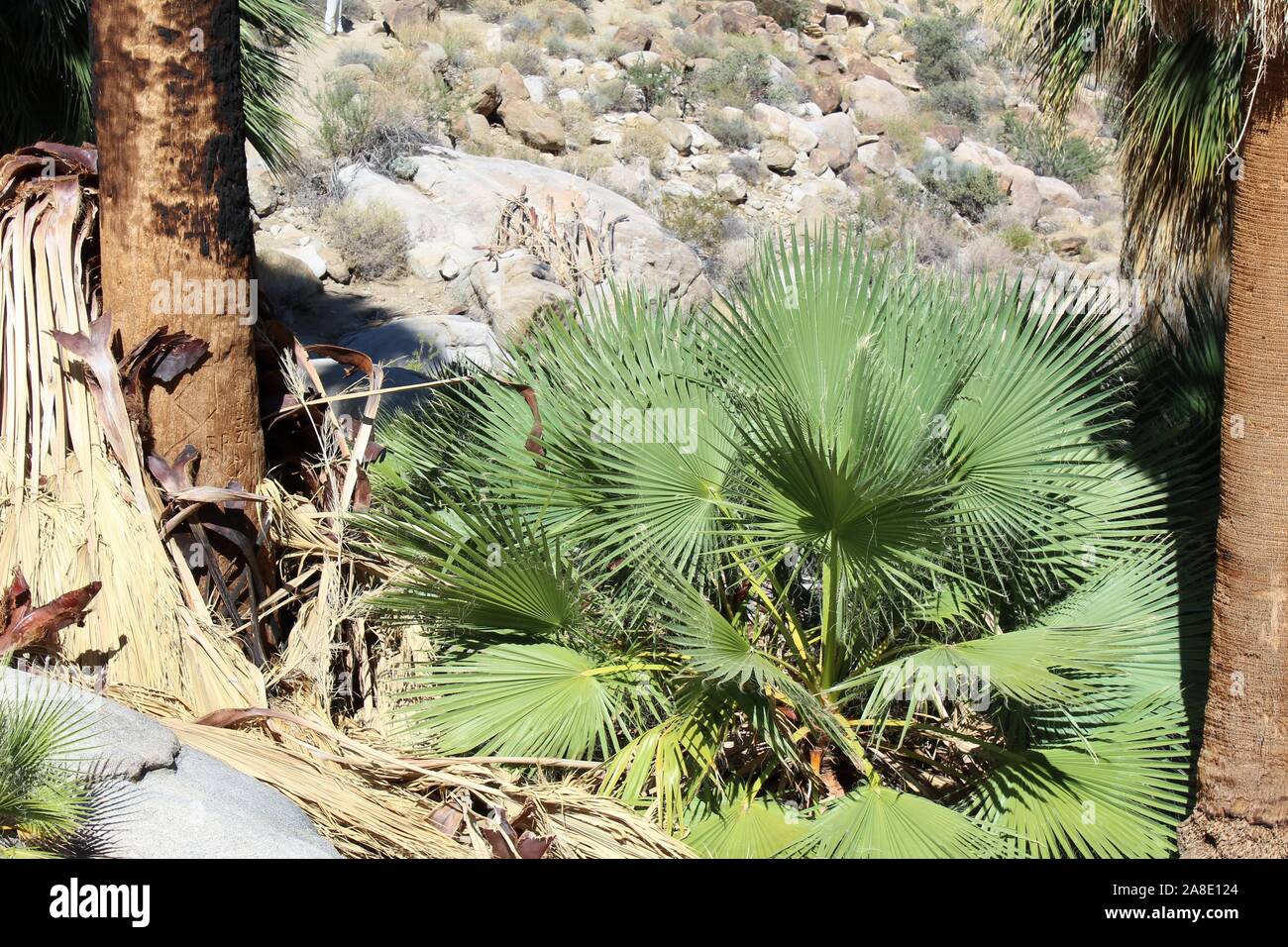 Southern Mojave Desert Juveniles of Washingtonia Filifera, commonly