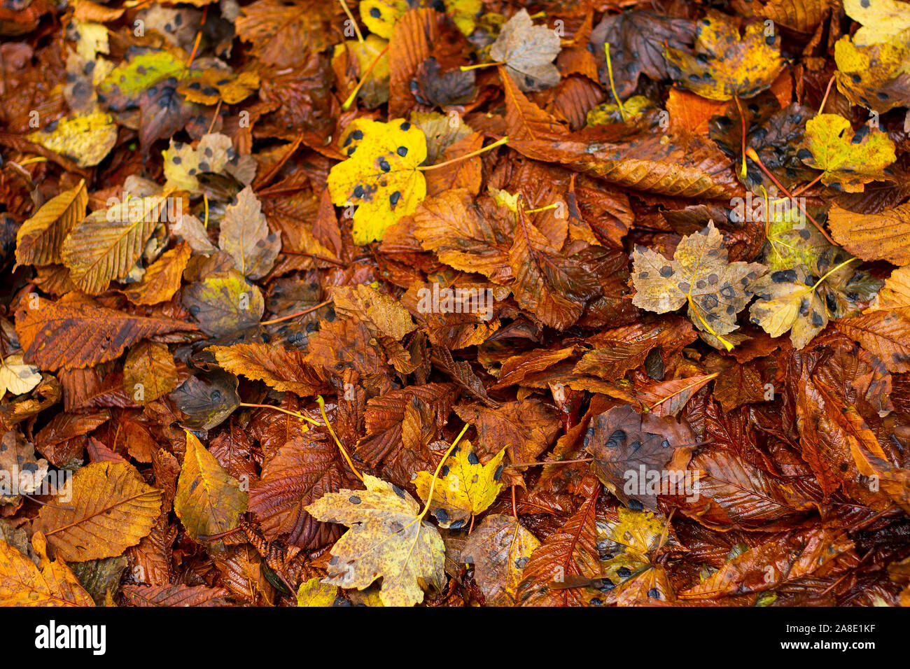 Decaying autumn leaves on the ground Stock Photo