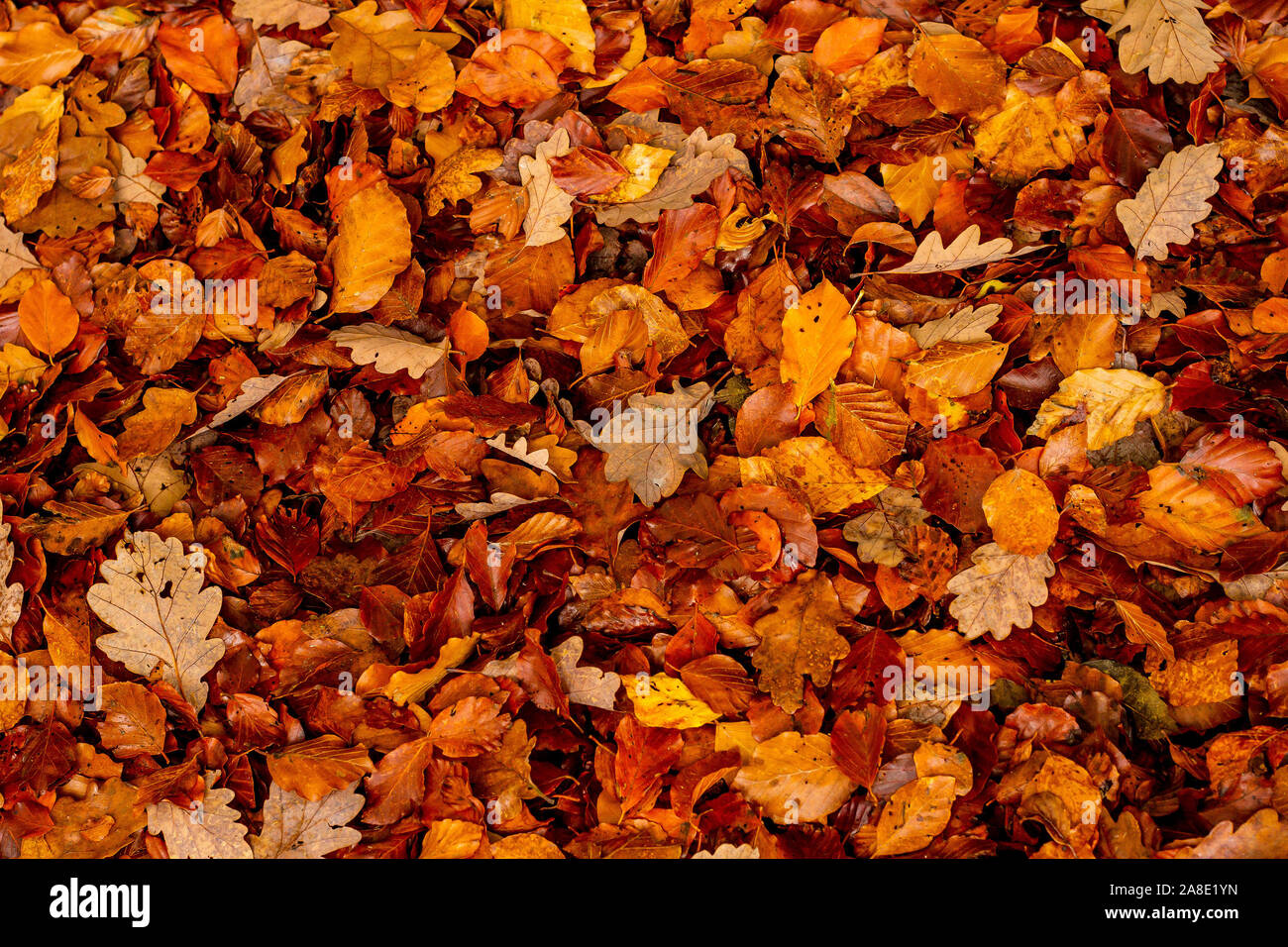 Carpet of autumn leaves on the ground Stock Photo
