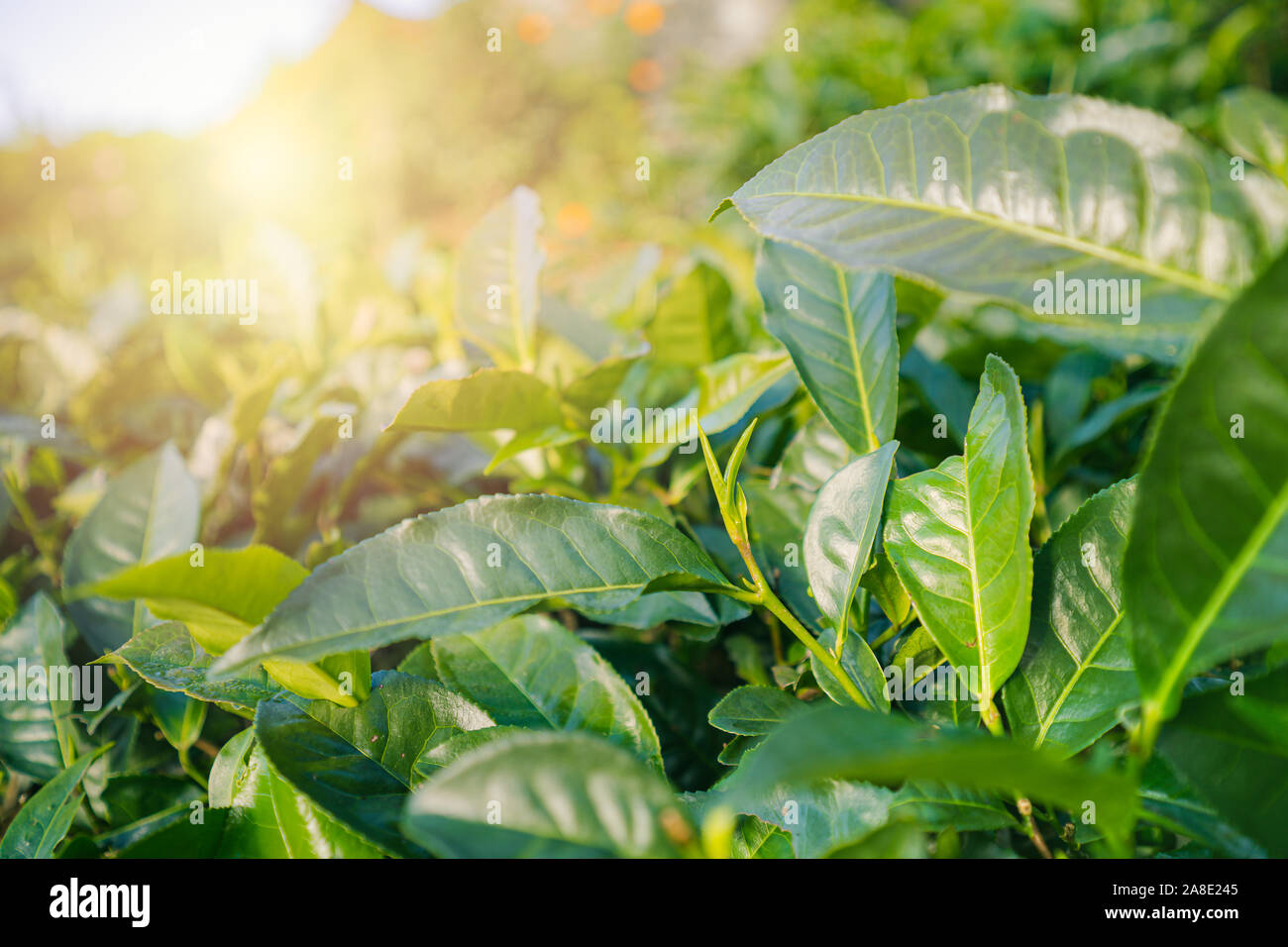 close up Fresh green tea leaves in the morning forest and green nature