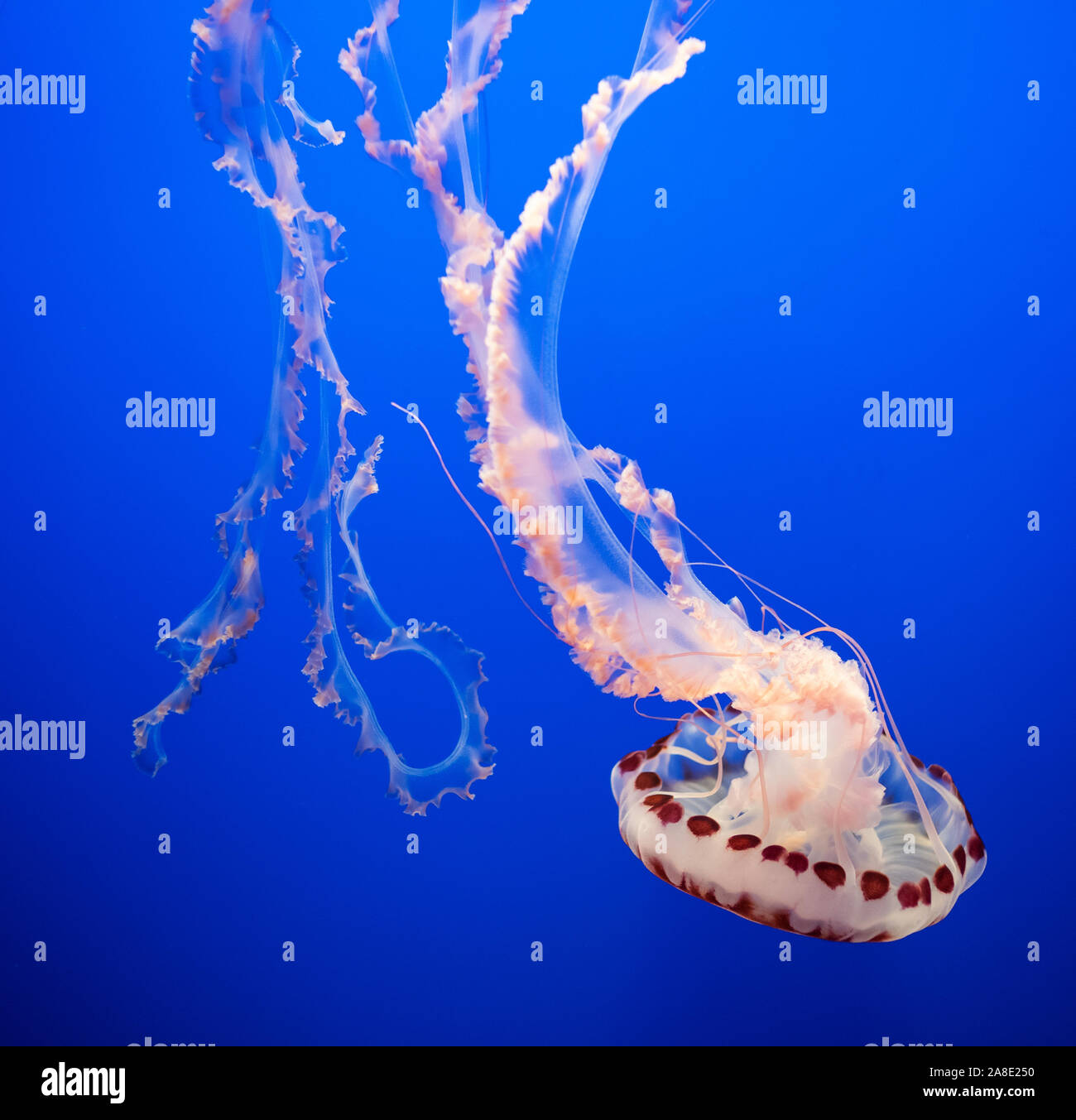 Magnificent exotic jellyfishes in an aquarium. Stock Photo
