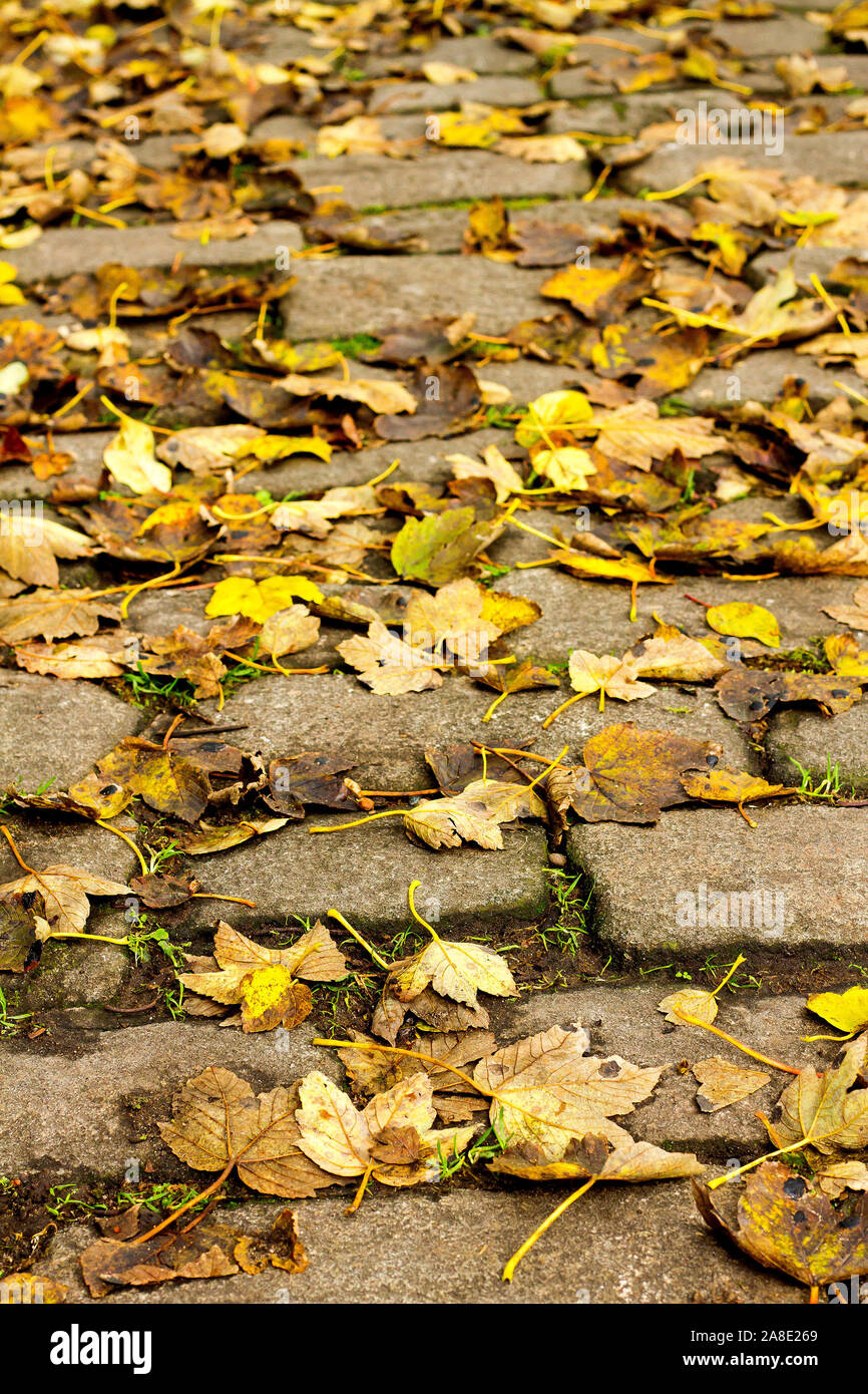 Cobblestones littered with fallen autumn leaves Stock Photo
