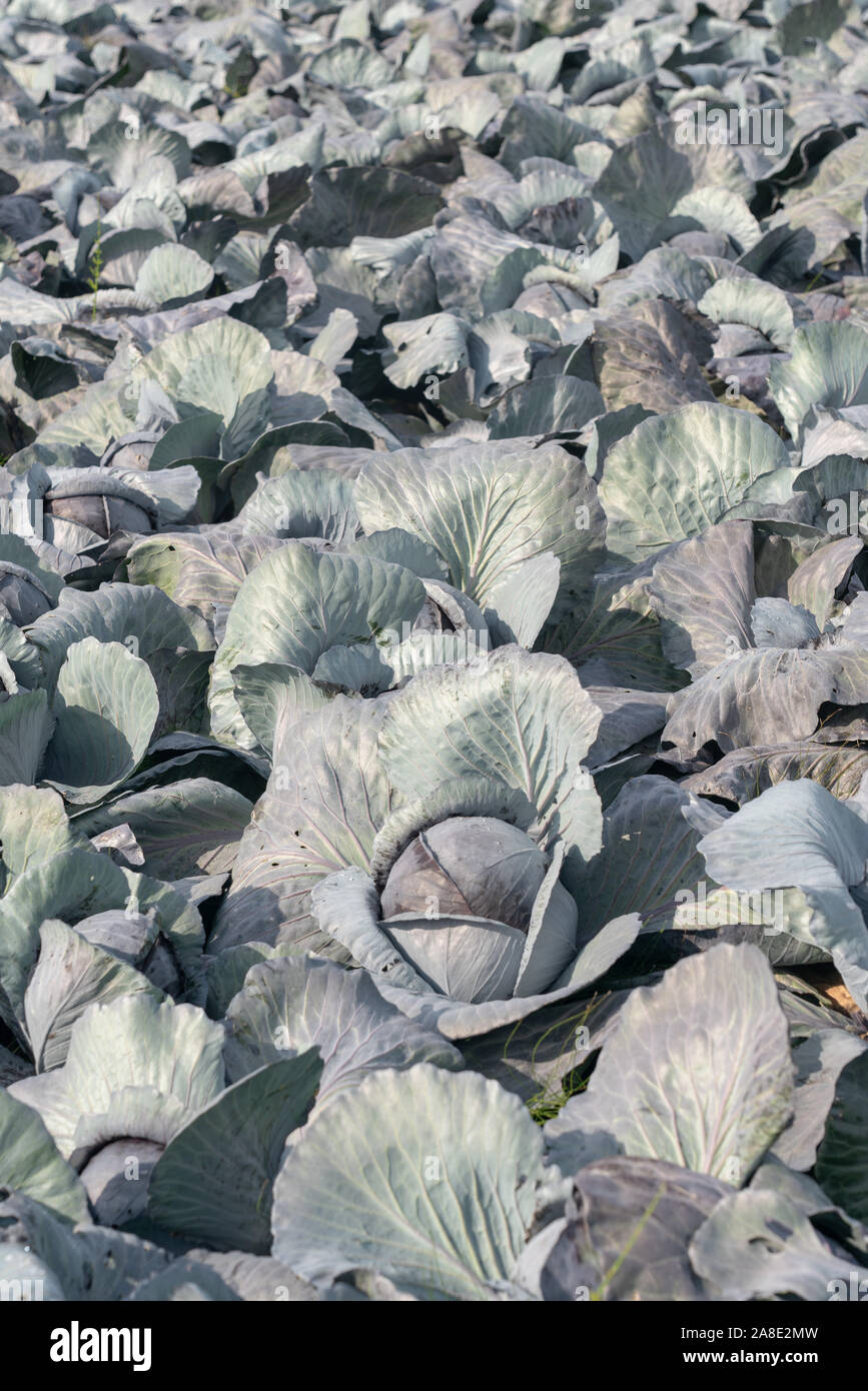 Field with red cabbage in the Netherlands Stock Photo