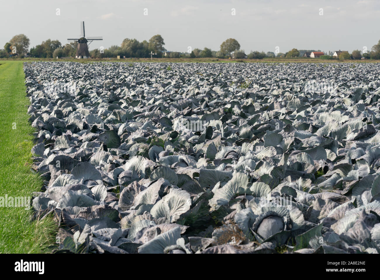 Field with red cabbage in the Netherlands Stock Photo