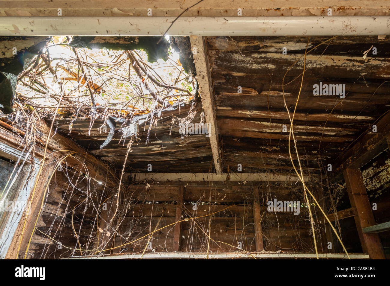 Old garden shed interior with rotten wooden boards, holes in the roof and vegetation coming in Stock Photo