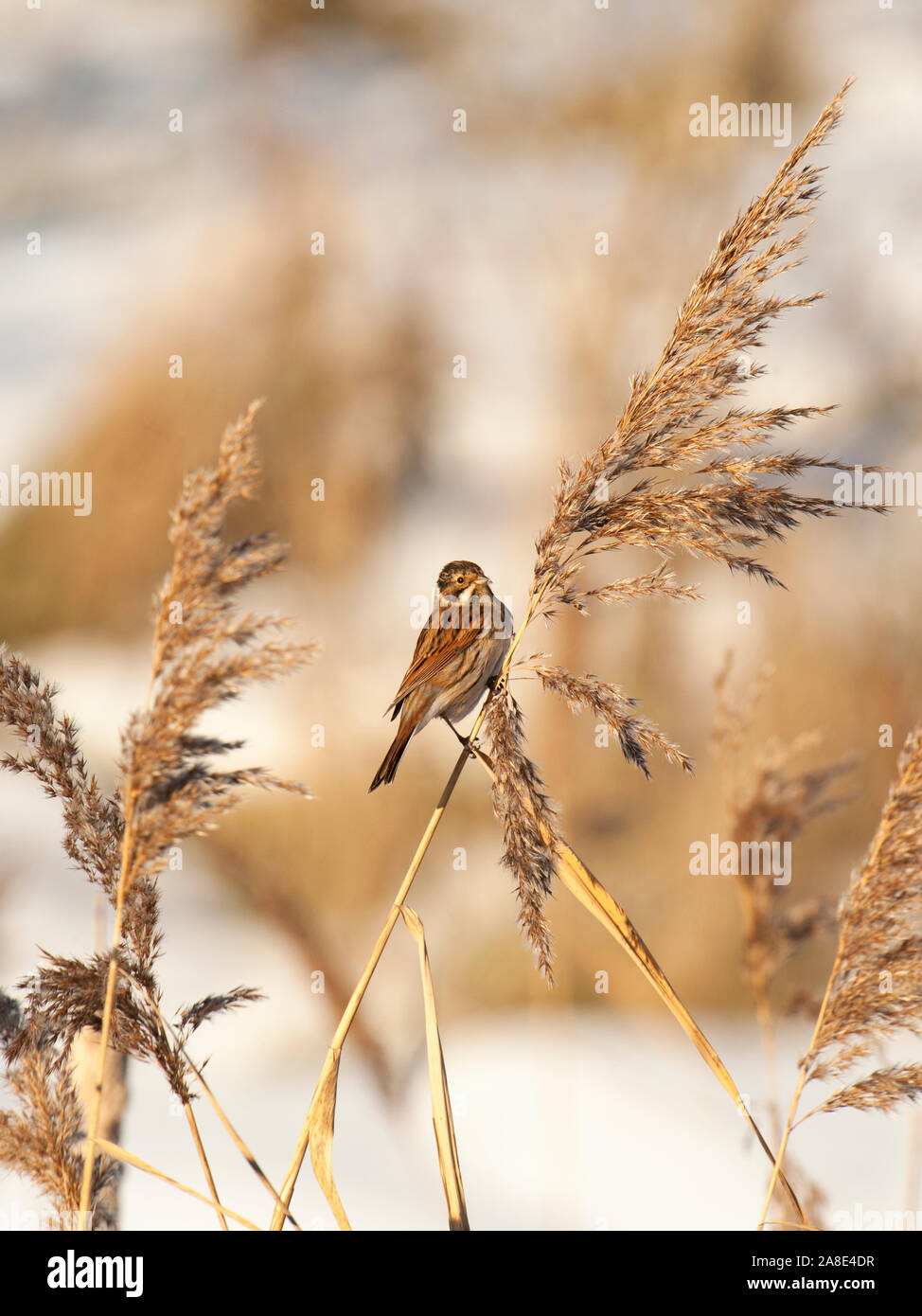 REED BUNTING  Emberiza schoeniclus PERCHED ON BULRUSH FEEDING ON FRONDY SEED-HEAD OF PHRAGMITES REEDS. Stock Photo