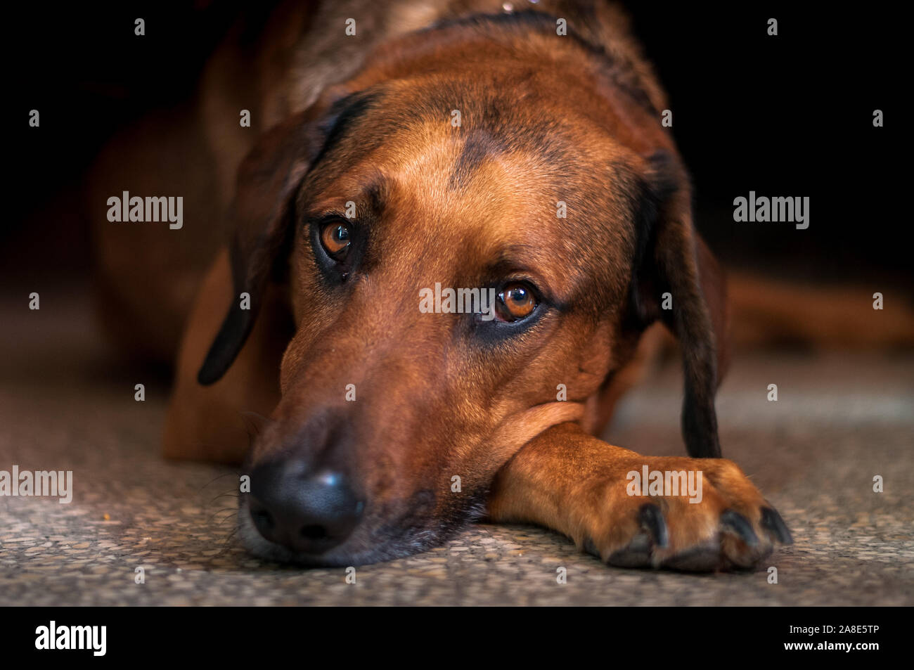 Sad or sick dog looking into camera with big brown eyes,laying on tiled  floor. concept abandoned. Stock Photo