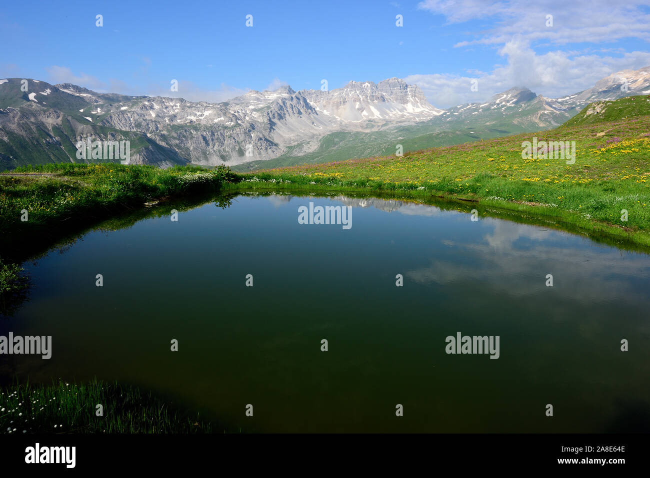 Weiher, Bergblumen, Berge, Carnusahorn, Bruschghorn, Culmiez, Wergenstein, Alpen, Kanton Graubünden, Schweiz Stock Photo