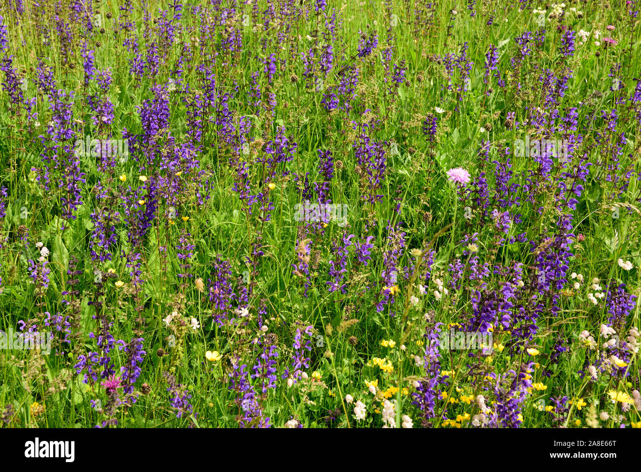 Flower meadow, Meadow sage, Salvia pratensis, Lamiaceae, flowers, blooming, plant, Lohn, Alps, Canton of Graubünden, Switzerland Stock Photo