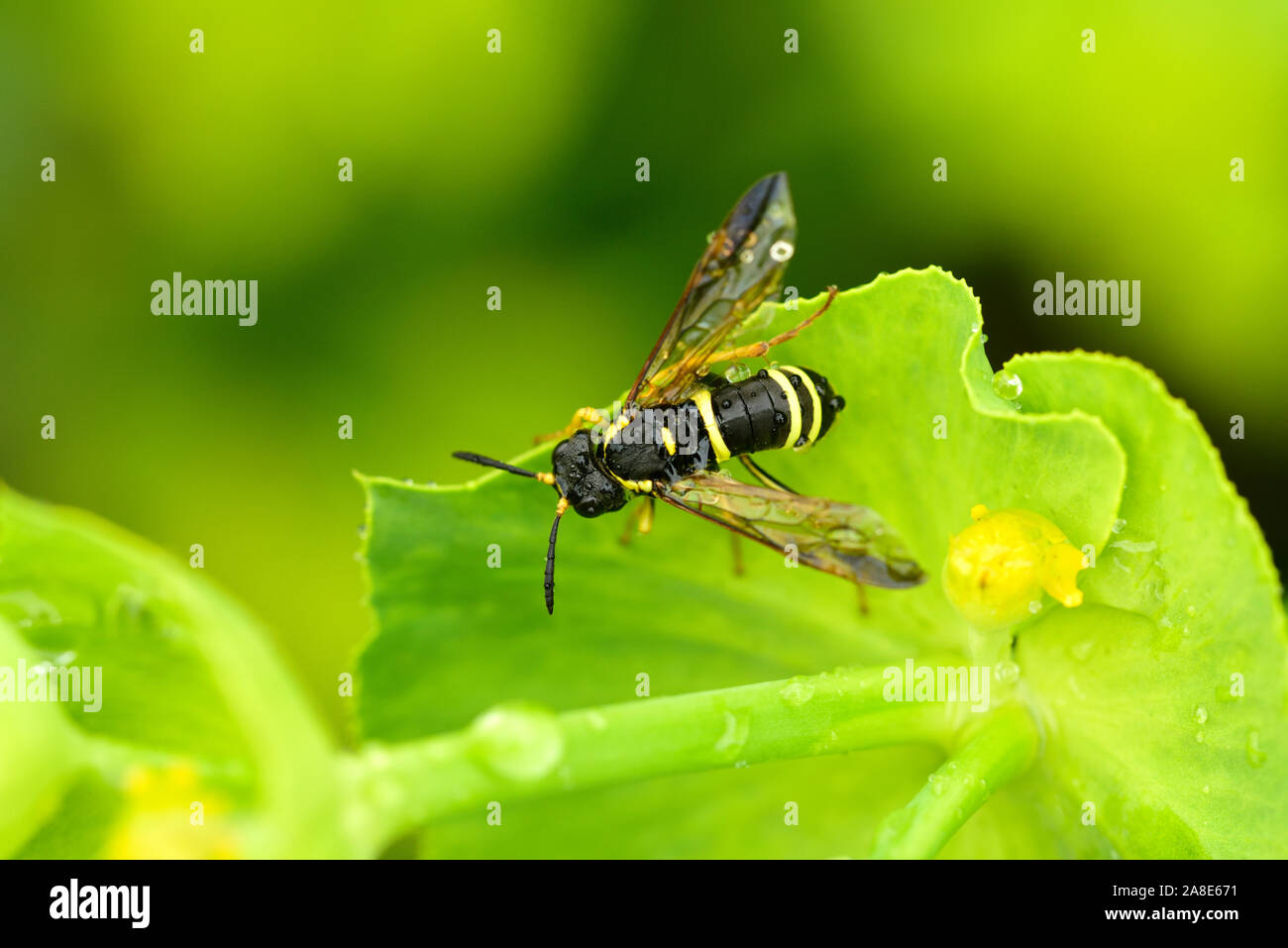 Sawfly, Tenthredo omissa, Tenthredinidae, rain drops, insect, animal, Millas, Pyrénées-orientales, France Stock Photo