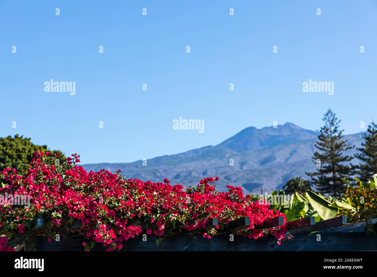 View towards Teide volcano and old peak over crimson red bouganville in Playa San Juan, Tenerife, Canary Islands, Spain Stock Photo