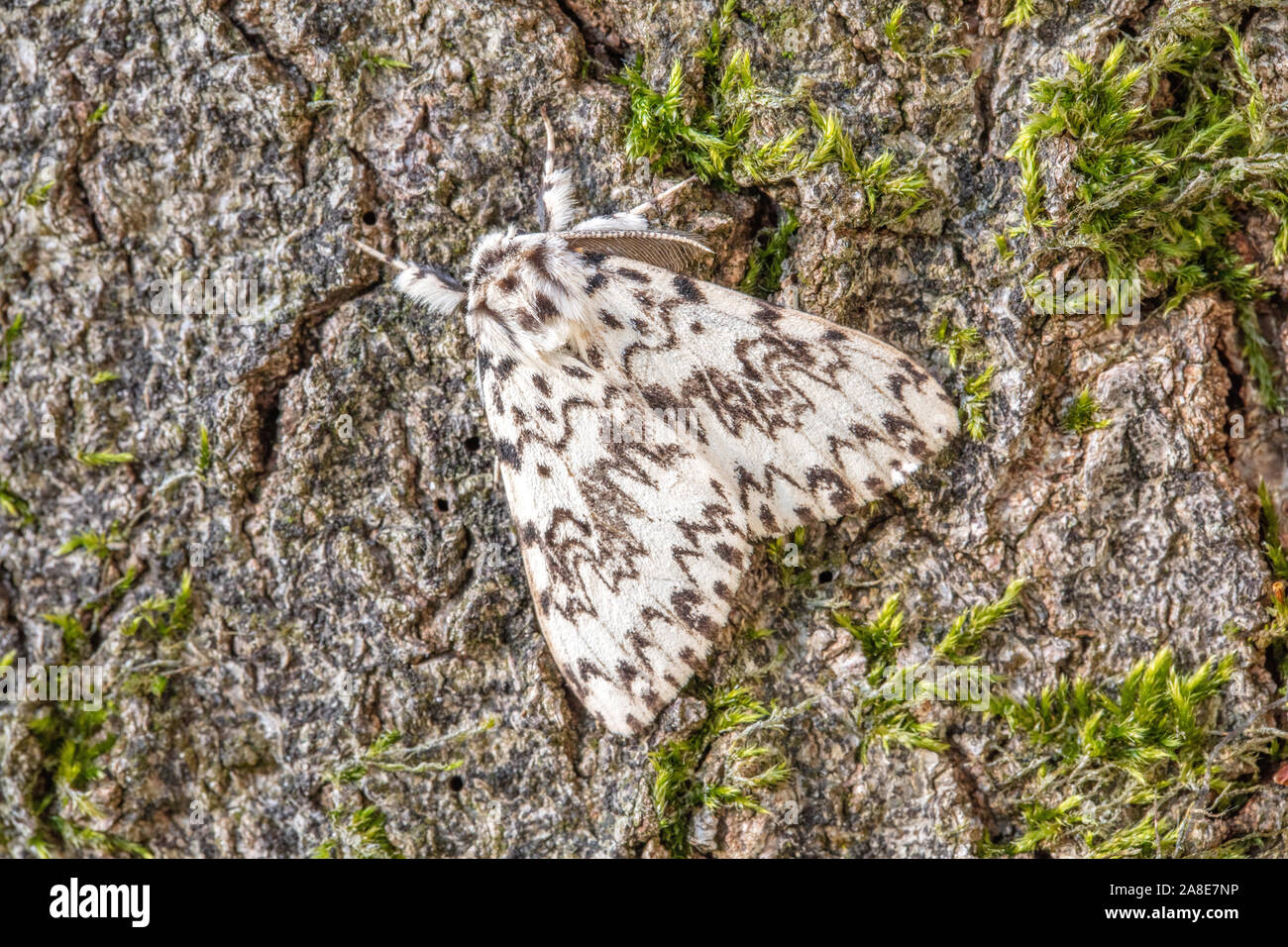 Lymantria Monacha,Nonne,Schweiz,Natur,Insekt,Nachtfalter Stock Photo