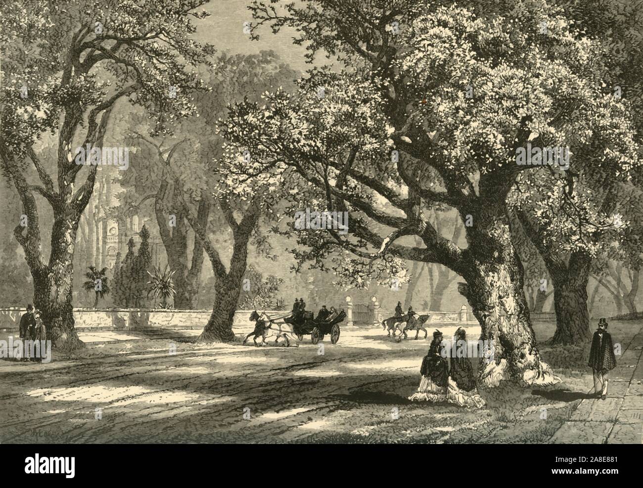 'Oaks of Oakland', 1874. Oak trees lining a wide boulevard in Oakland, California, USA. From &quot;Picturesque America; or, The Land We Live In, A Delineation by Pen and Pencil of the Mountains, Rivers, Lakes...with Illustrations on Steel and Wood by Eminent American Artists&quot; Vol. II, edited by William Cullen Bryant. [D. Appleton and Company, New York, 1874] Stock Photo