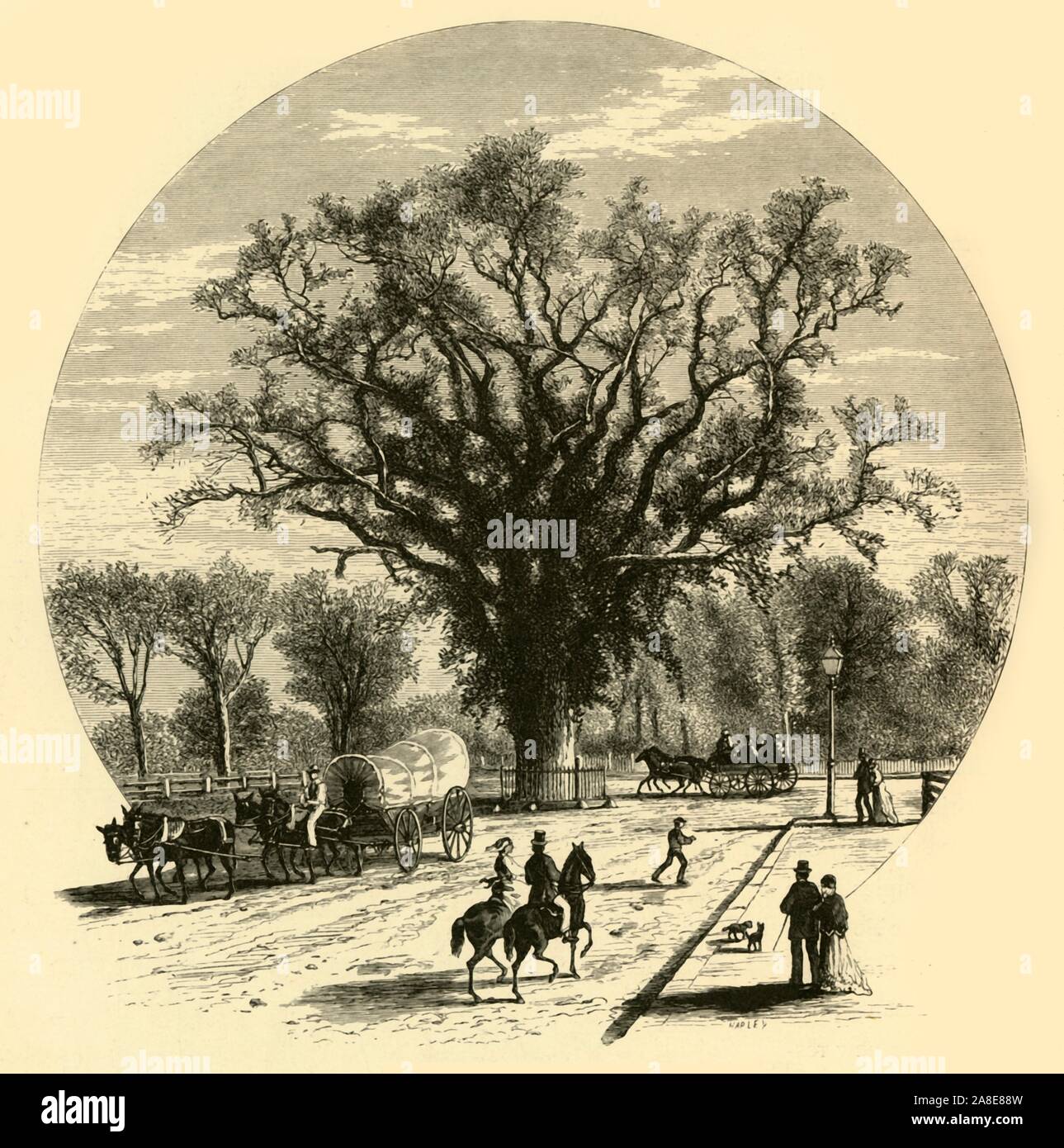 'Washington Elm, Cambridge', 1874. The Washington Elm on Cambridge Common, Cambridge, Massachusetts, USA. It was supposedly under this tree that George Washington first took command of the American Army on 3 July 1775. The tree lived for approximately 210 years and died in 1923. From &quot;Picturesque America; or, The Land We Live In, A Delineation by Pen and Pencil of the Mountains, Rivers, Lakes...with Illustrations on Steel and Wood by Eminent American Artists&quot; Vol. II, edited by William Cullen Bryant. [D. Appleton and Company, New York, 1874] Stock Photo