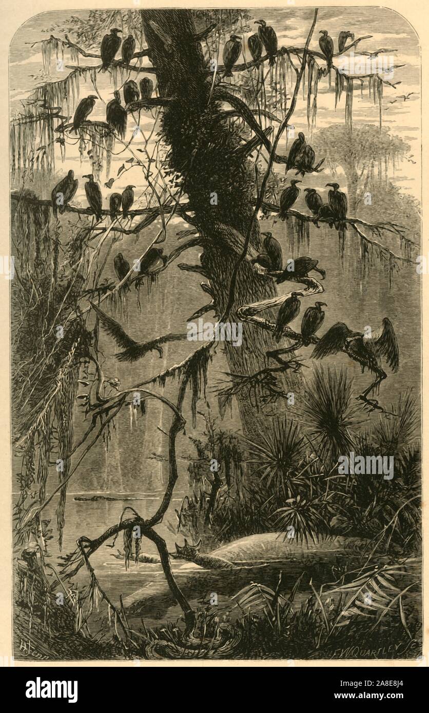 'Waiting for Decomposition', 1872. Vultures perch on a tree covered in Spanish moss above the rotting corpse of an alligator, Florida, south eastern USA. From &quot;Picturesque America; or, The Land We Live In, A Delineation by Pen and Pencil of the Mountains, Rivers, Lakes...with Illustrations on Steel and Wood by Eminent American Artists&quot; Vol. I, edited by William Cullen Bryant. [D. Appleton and Company, New York, 1872] Stock Photo