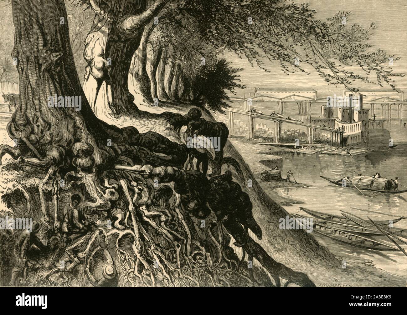 'The Savannah, at Augusta', 1872. Men working amongst twisted tree roots, on the Savannah River at Augusta, Georgia, USA. In the distance is a paddle steamer being loaded with goods. From &quot;Picturesque America; or, The Land We Live In, A Delineation by Pen and Pencil of the Mountains, Rivers, Lakes...with Illustrations on Steel and Wood by Eminent American Artists&quot; Vol. I, edited by William Cullen Bryant. [D. Appleton and Company, New York, 1872] Stock Photo
