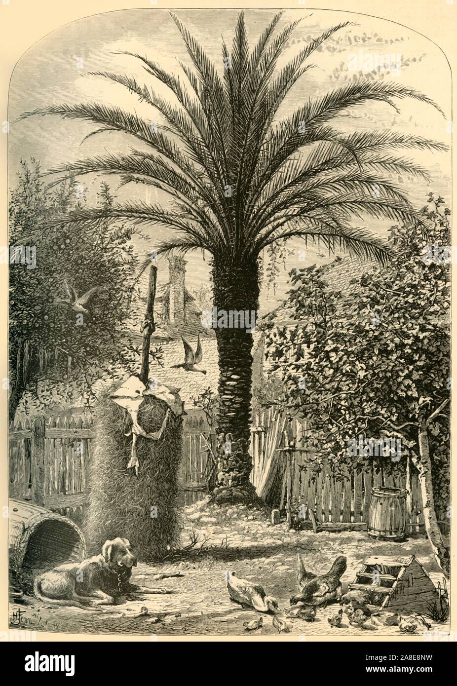 'Scene in St. Augustine - The Date Palm', 1872. Palm tree, chained dog and chickens in a back yard in St Augustine, Florida, USA. From &quot;Picturesque America; or, The Land We Live In, A Delineation by Pen and Pencil of the Mountains, Rivers, Lakes...with Illustrations on Steel and Wood by Eminent American Artists&quot; Vol. I, edited by William Cullen Bryant. [D. Appleton and Company, New York, 1872] Stock Photo