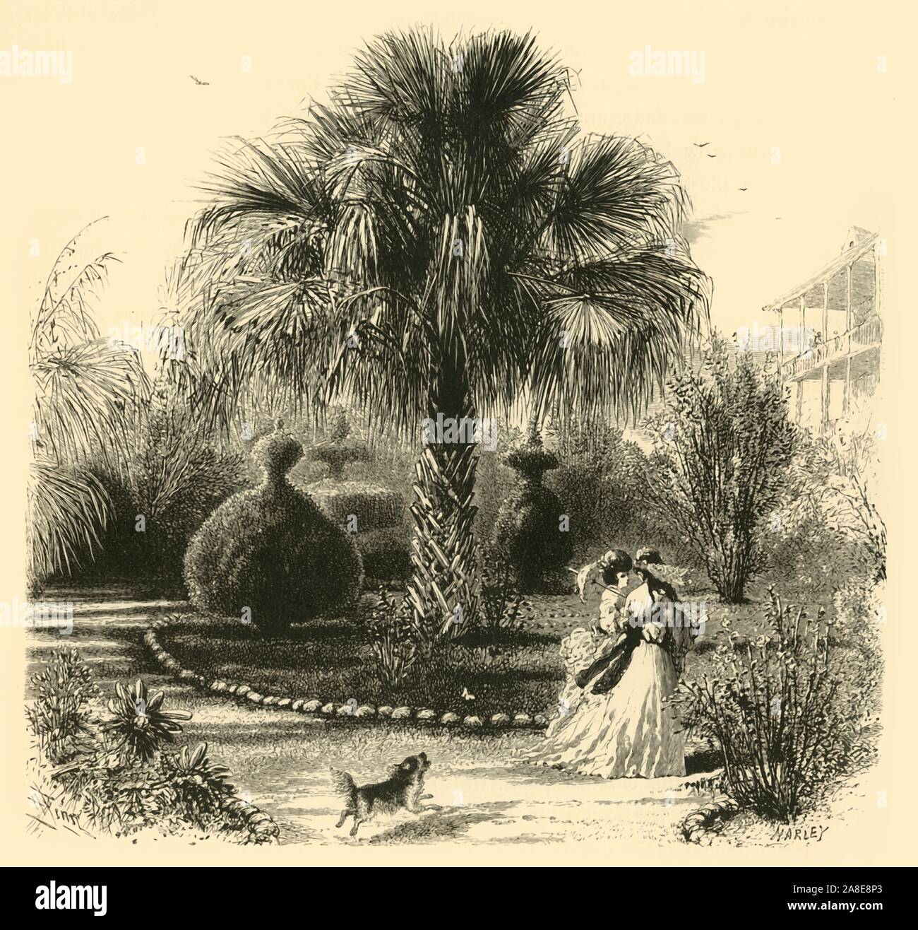 'A Garden in Charleston', 1872. Palm tree in Charleston, South Carolina, USA. From &quot;Picturesque America; or, The Land We Live In, A Delineation by Pen and Pencil of the Mountains, Rivers, Lakes...with Illustrations on Steel and Wood by Eminent American Artists&quot; Vol. I, edited by William Cullen Bryant. [D. Appleton and Company, New York, 1872] Stock Photo