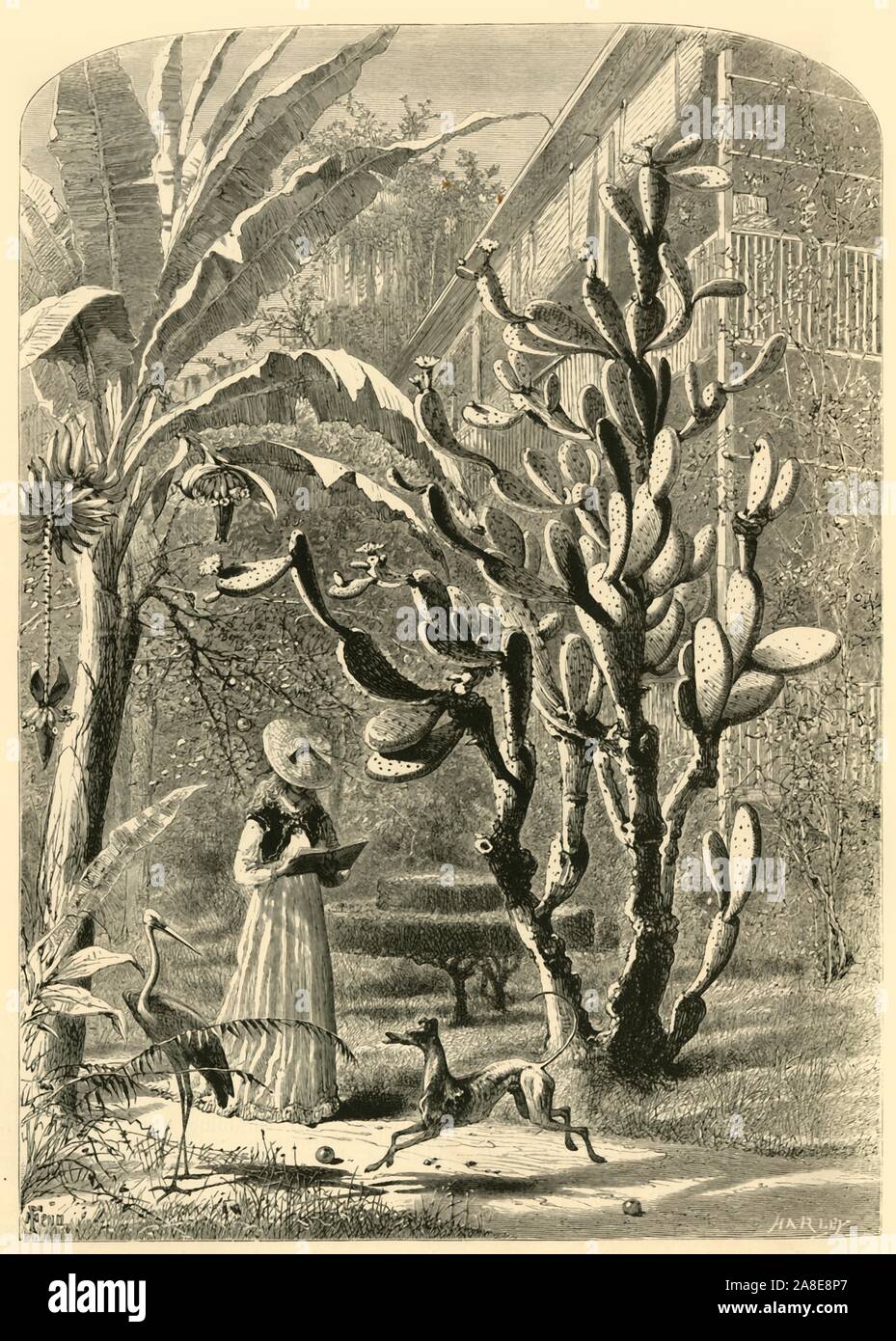 'A Garden in Florida', 1872. A woman in a bonnet reads in a tropical garden in Florida, USA. She is flanked by a banana tree and a large cactus, with a stork and a dog with a ball in the foreground. From &quot;Picturesque America; or, The Land We Live In, A Delineation by Pen and Pencil of the Mountains, Rivers, Lakes...with Illustrations on Steel and Wood by Eminent American Artists&quot; Vol. I, edited by William Cullen Bryant. [D. Appleton and Company, New York, 1872] Stock Photo