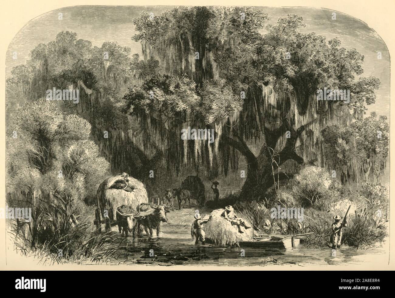 'The Moss-Gatherers', 1872. People collecting Spanish moss in the southern USA. '...Spanish moss has become important as an article of commerce, for, when plucked from the trees, from which it is easily separated, and then thoroughly &quot;cured&quot; and threshed of its delicate integuments of bark and leaves, it is found that through the long, thready moss is a delicate fibre as black as jet, and almost as thick as horsehair, which it strikingly resembles. For the stuffing of mattresses and cushions it is valuable, and the increasing demand for it has already opened a new field of enterprise Stock Photo