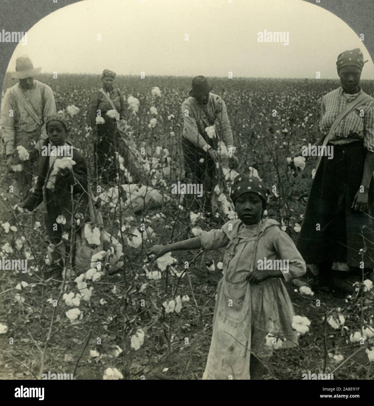 'A Typical Texas Cotton Field at Picking Time', c1930s. Cotton farming was a major issue of racial conflict in the history of the United States, particularly during the 19th century.  From &quot;Tour of the World&quot;. [Keystone View Company, Meadville, Pa., New York, Chicago, London] Stock Photo