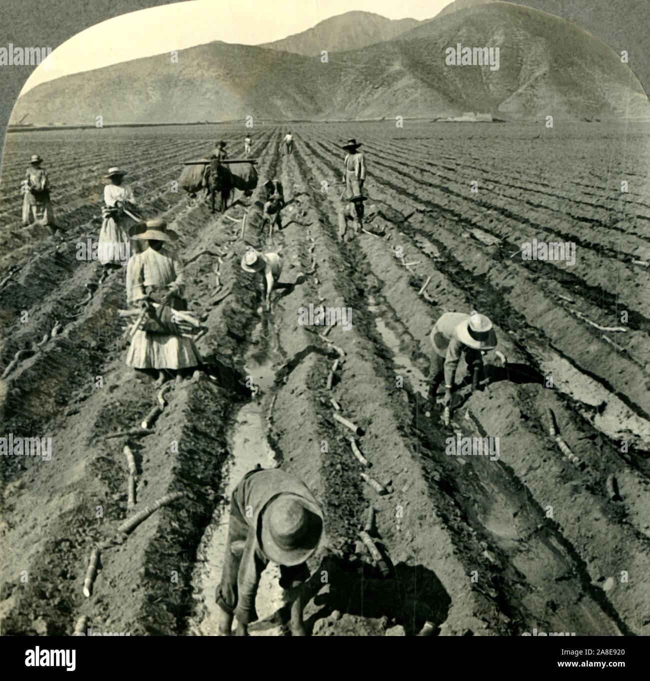 'Planting the Sugar Cane in a Large Hacienda near Lima, Peru, So. Am