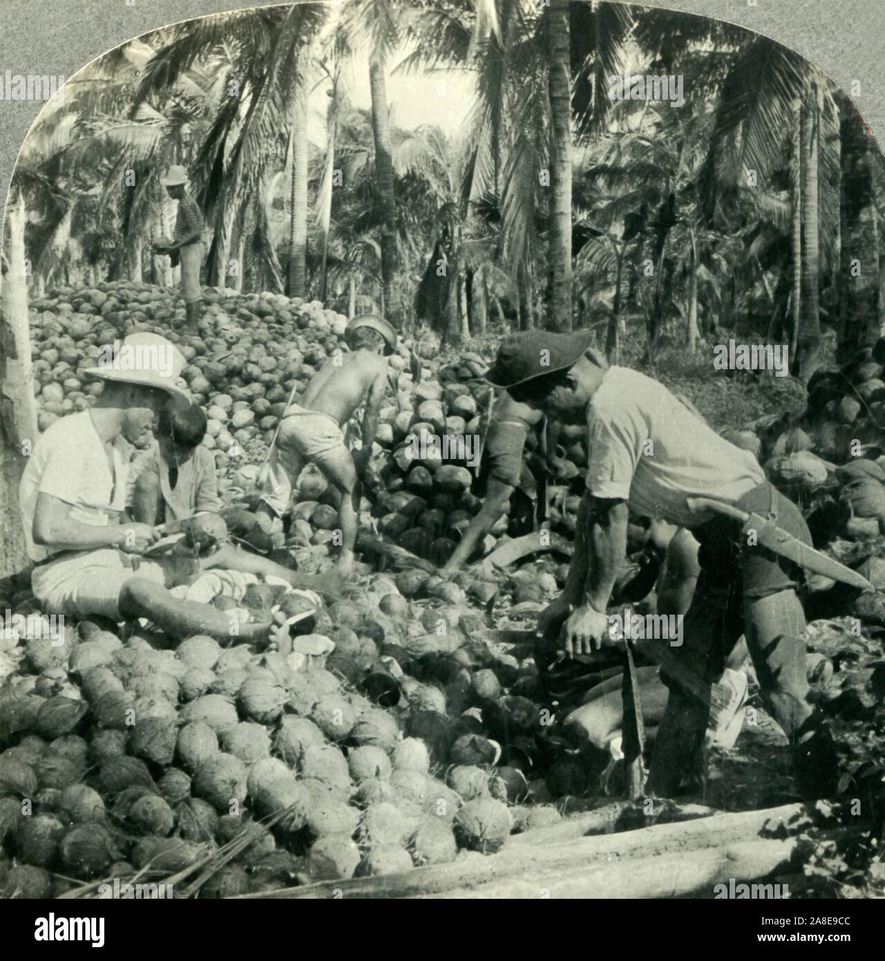 'Husking Coconuts - a Familiar Scene in the Great Coconut Country near Pagsanjan, Island of Luzon, P.I.', c1930s. From &quot;Tour of the World&quot;. [Keystone View Company, Meadville, Pa., New York, Chicago, London] Stock Photo