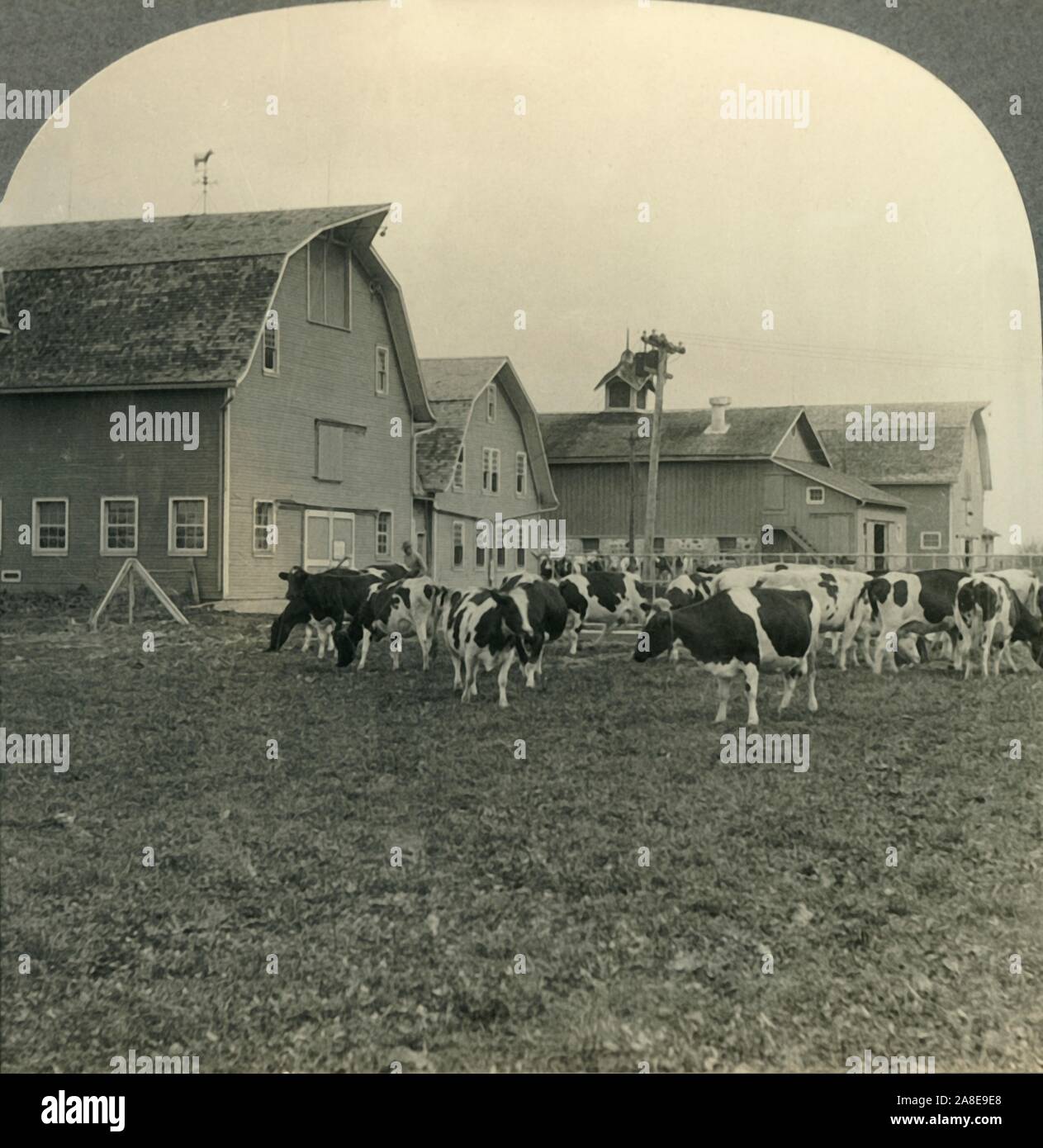'Group of Modern Dairy Barns and Herd of Holstein Cattle at Lake Mills, Wisconsin.', c1930s. Dairy cattle grazing at Lake Mills in Jefferson County, Wisconsin, United States.  From &quot;Tour of the World&quot;. [Keystone View Company, Meadville, Pa., New York, Chicago, London] Stock Photo