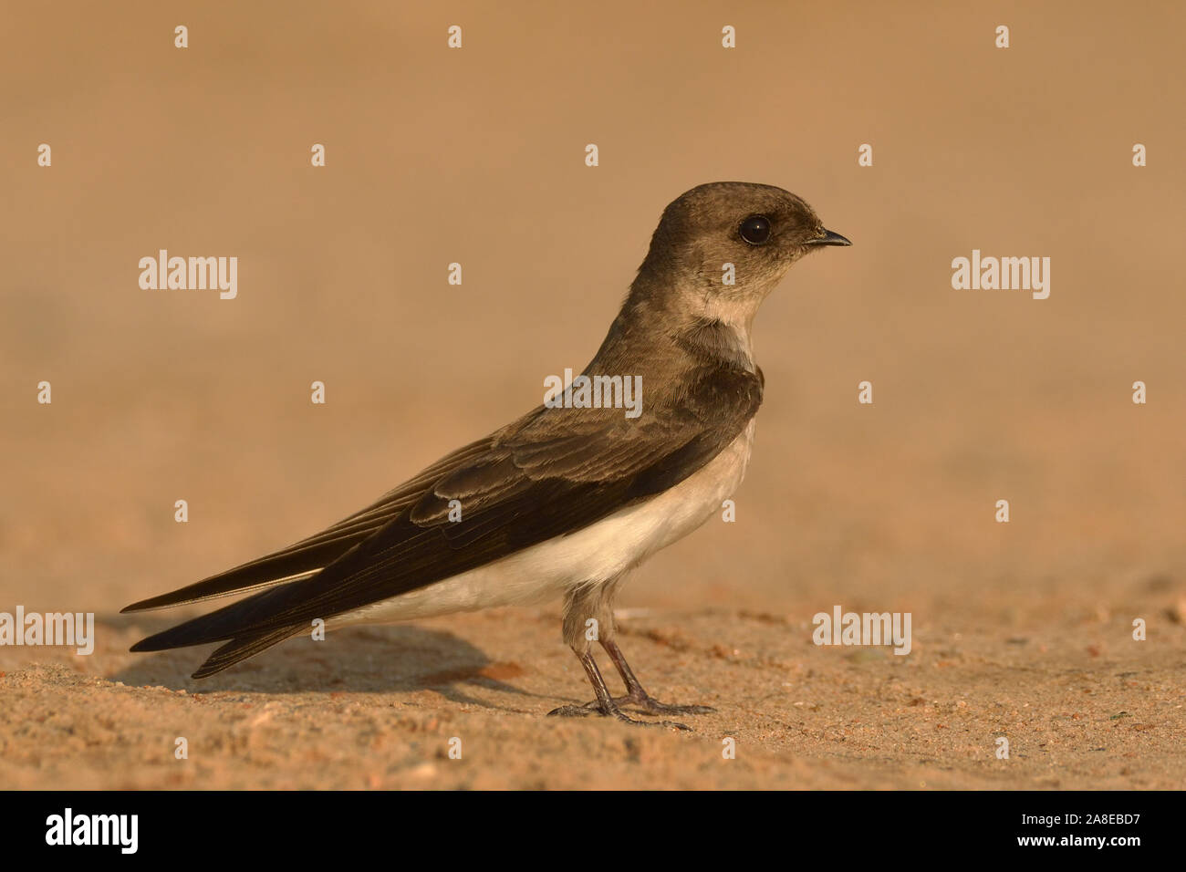 brown-throated martin (Riparia paludicola) at Gandhinagar, Gujarat, India Stock Photo