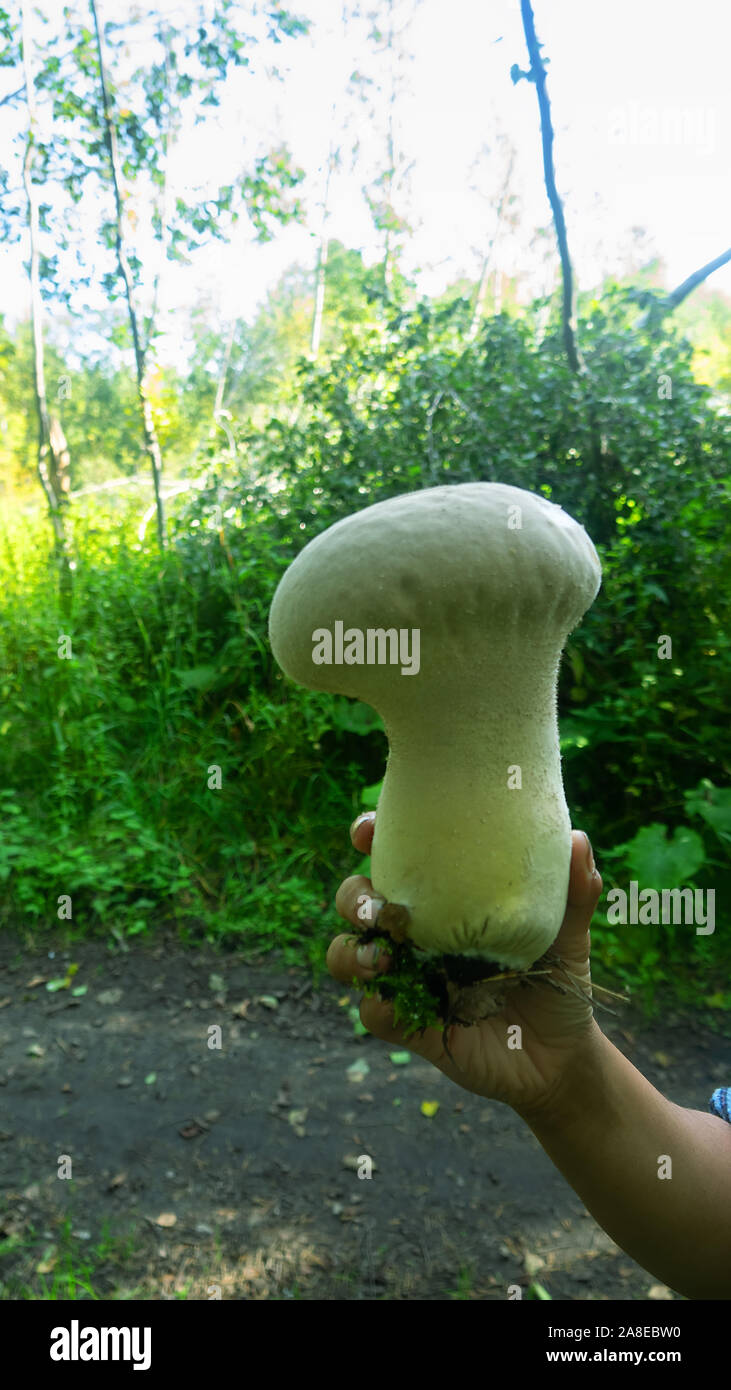 Puffbal (Calvatia excipuliformis, gill fungi (Agaricaceae) Mushroom large sizein the woman's hand, but young with white flesh, edible fungus Stock Photo