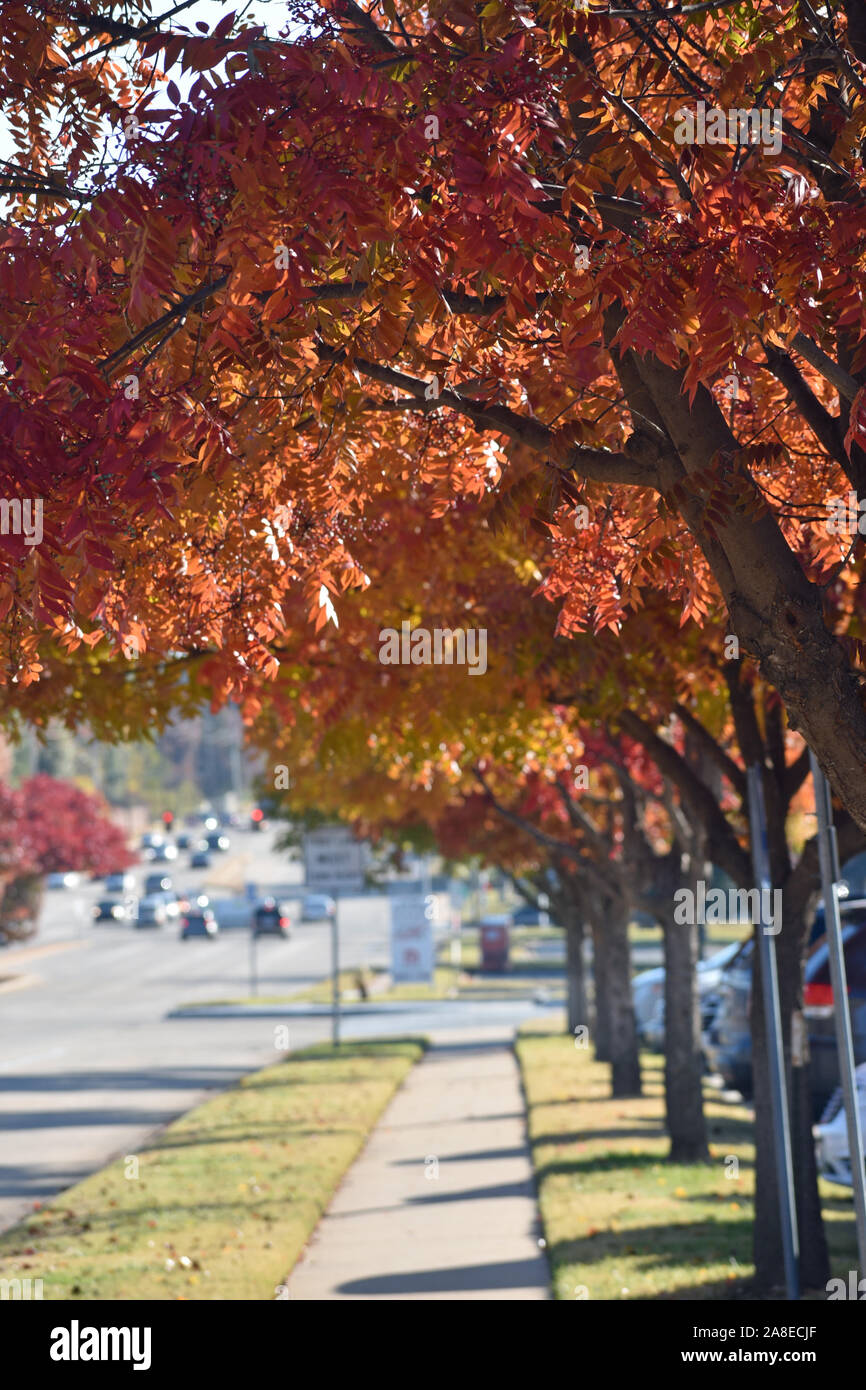 Trees with Fall Foliage Stock Photo - Alamy