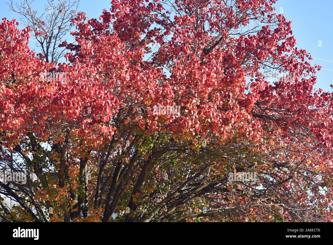 Trees with Fall Foliage Stock Photo - Alamy