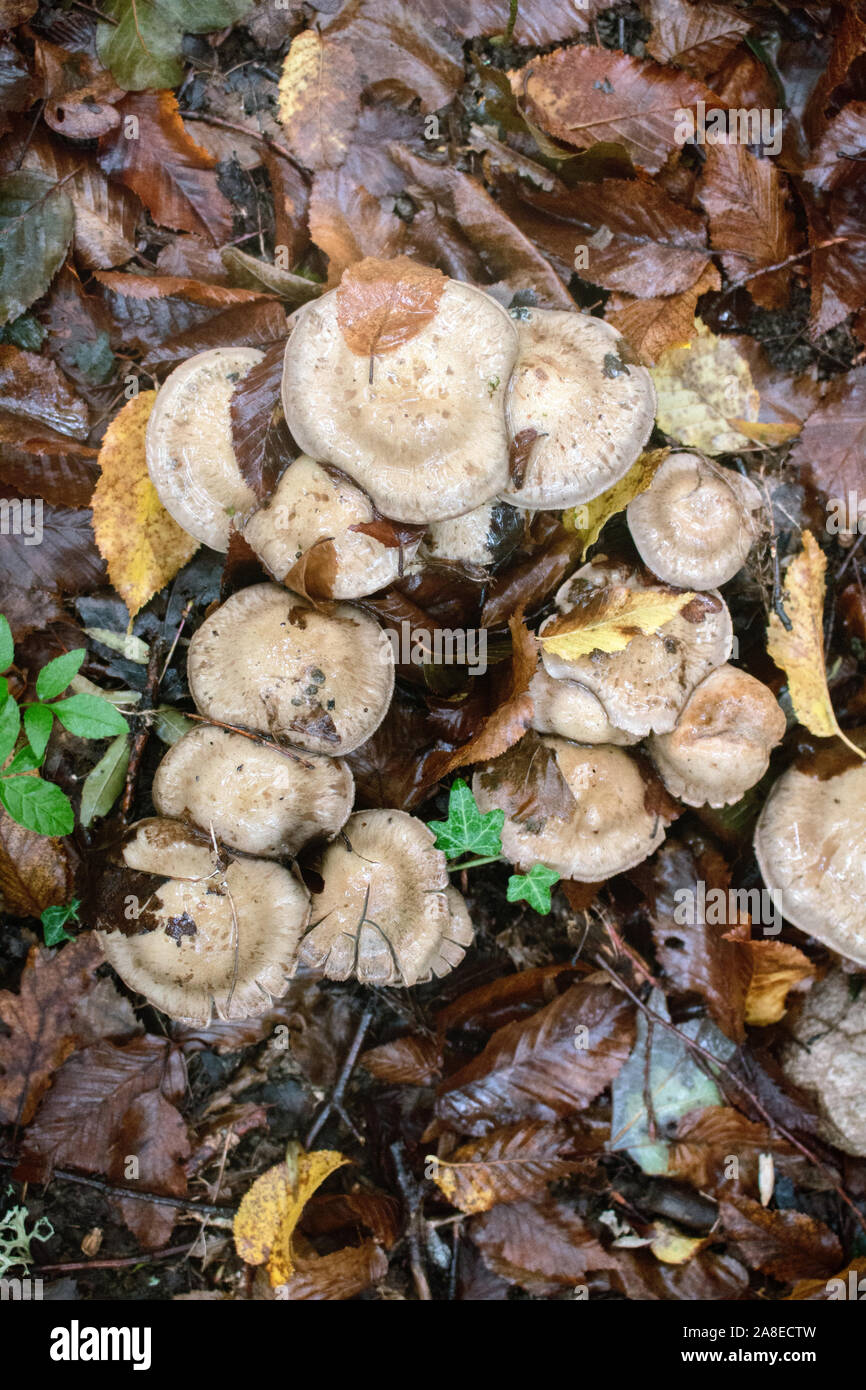 Mushroom season in late summer after rain. Mushroom blewits. Rich forest litter ( L-F-H horizon) and undergrowth of trees of deciduous southern forest Stock Photo