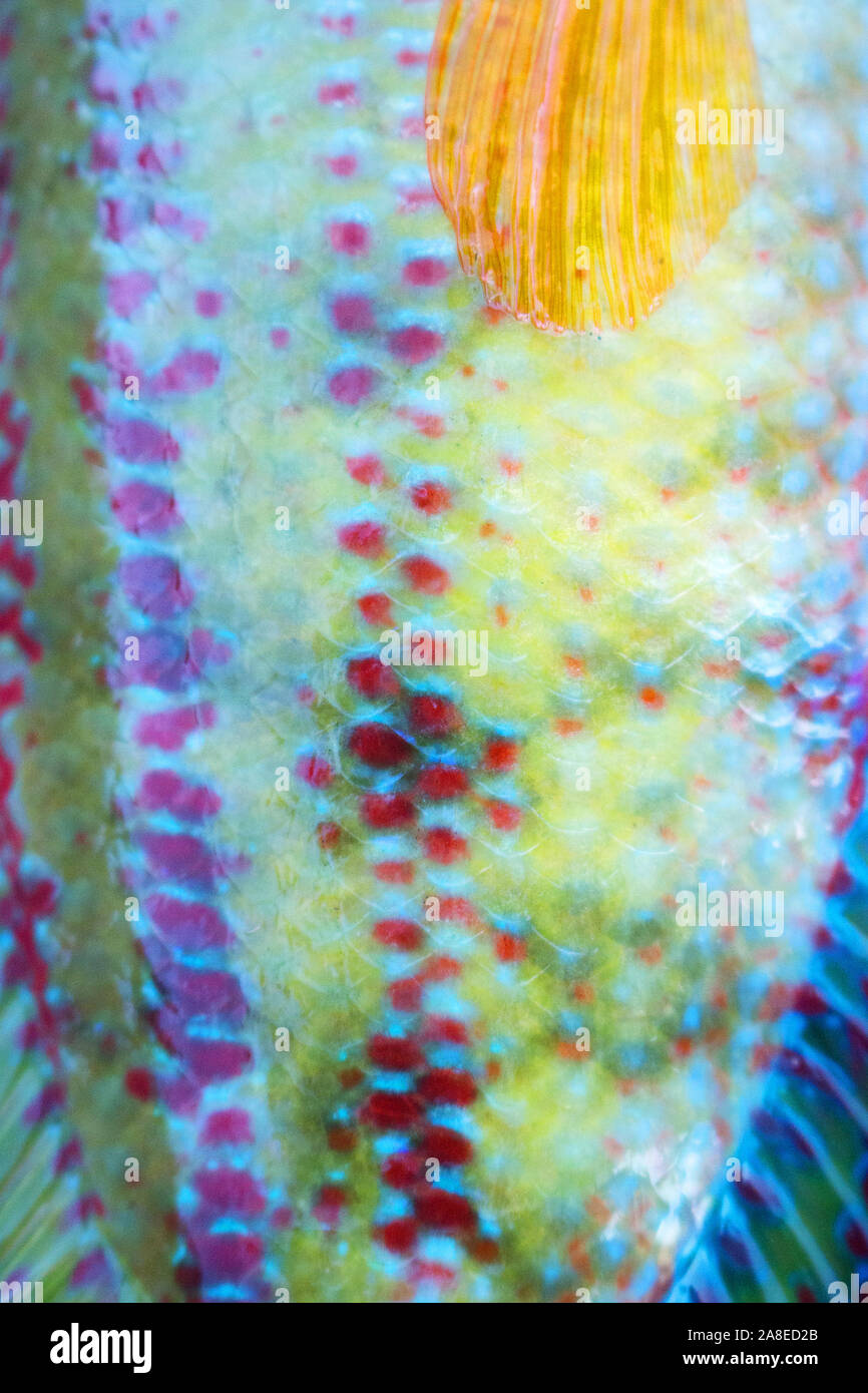 Long-striped wrasse (Symphodus tinca, rainbow fishes, Labrus, ray-finned fish) from the Black sea (North shore). Multi-colored scales and fins, as if Stock Photo