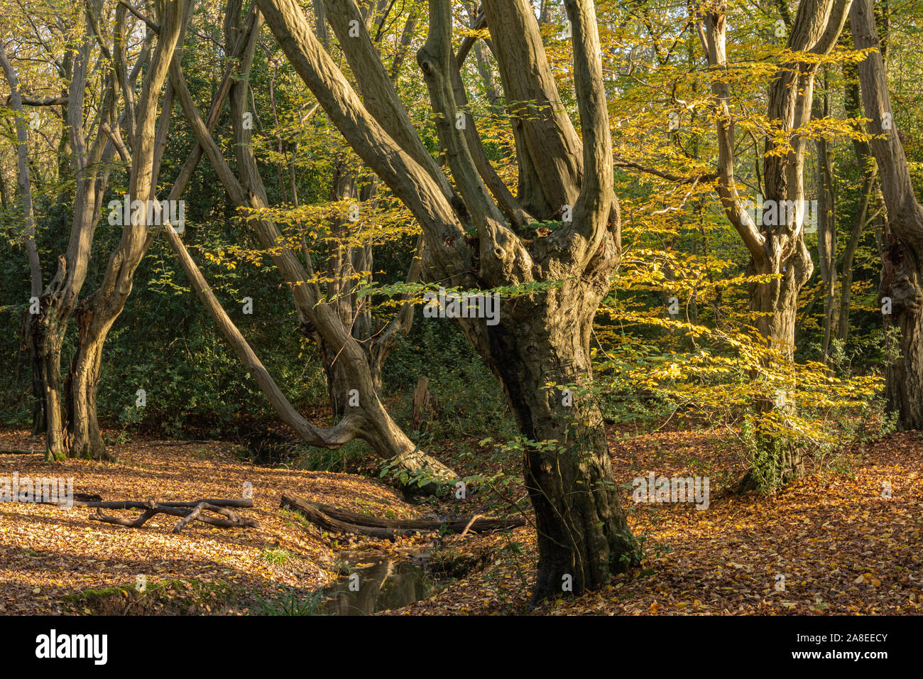 Epping Forest. Pollarded hornbeam trees with bright autumnal foliage stand in drifts of golden fallen leaves. Stock Photo