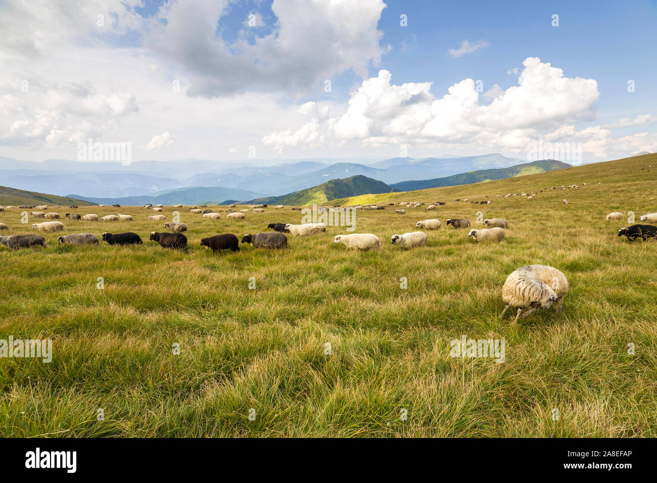 Herd of farm sheep grazing on green mountain pasture Stock Photo - Alamy