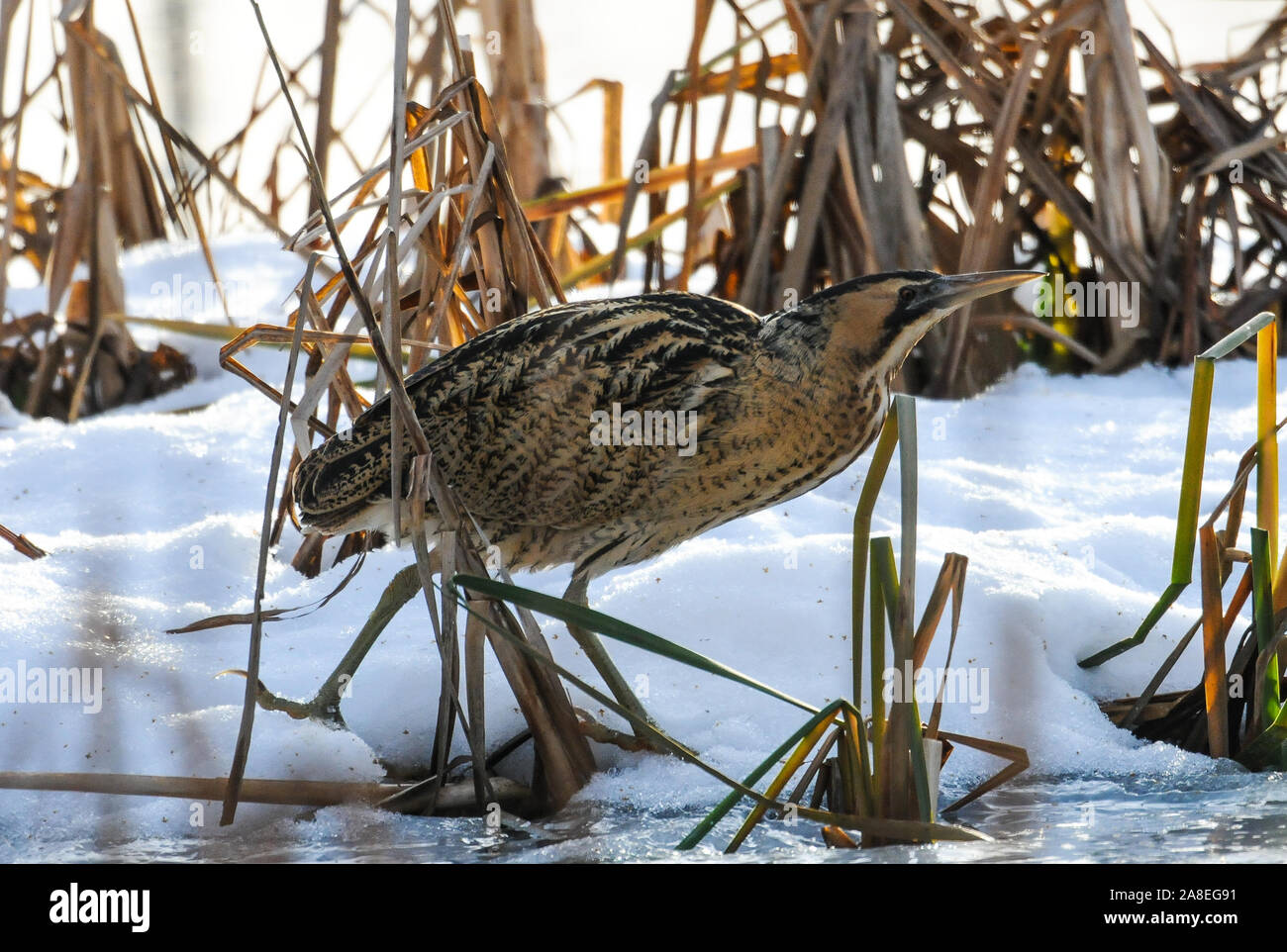 Bittern searching for food Stock Photo