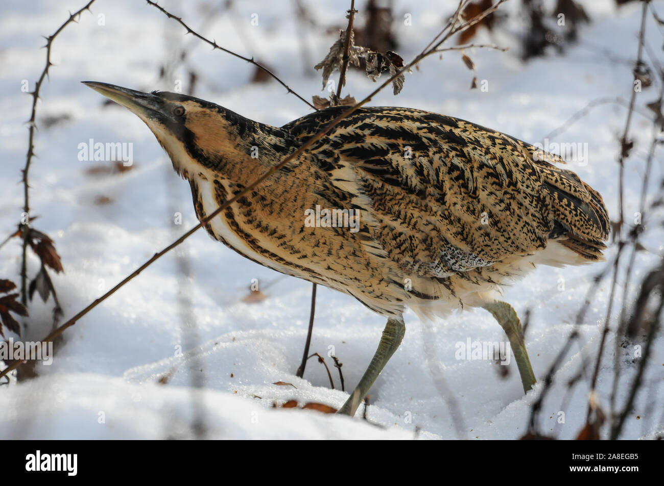 Bittern searching for food Stock Photo