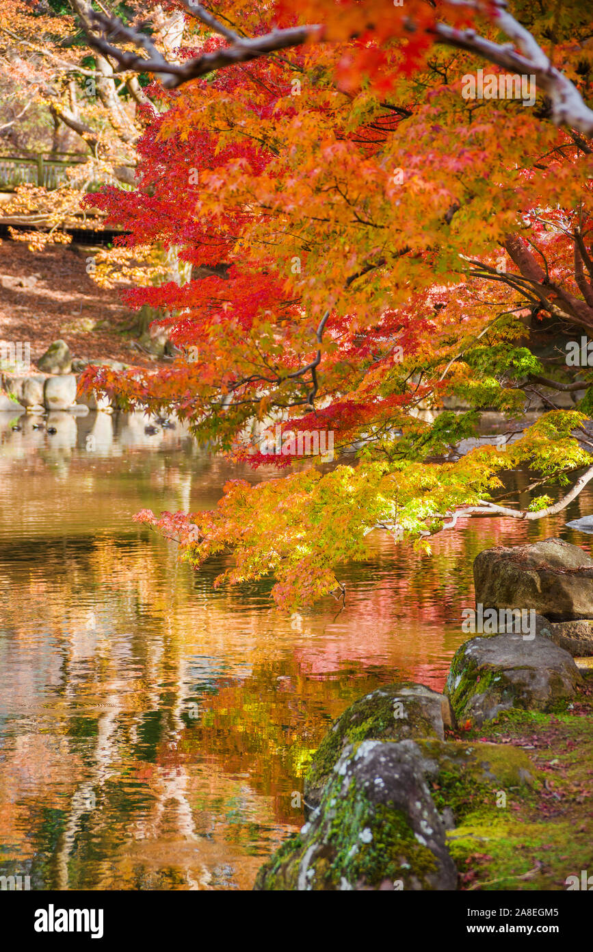 Autumn colors in Japan. Foliage in Nara public park Stock Photo