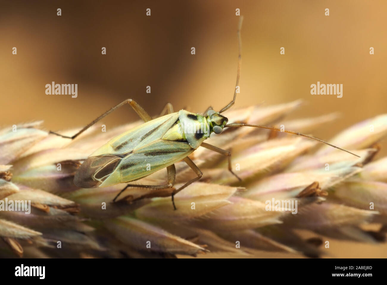 Stenotus binotatus mirid bug crawling along grass seed head. Tipperary, Ireland Stock Photo
