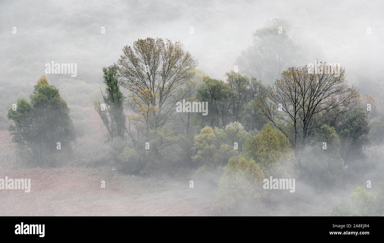 Beautiful sunrise among the foggy forest Stock Photo - Alamy
