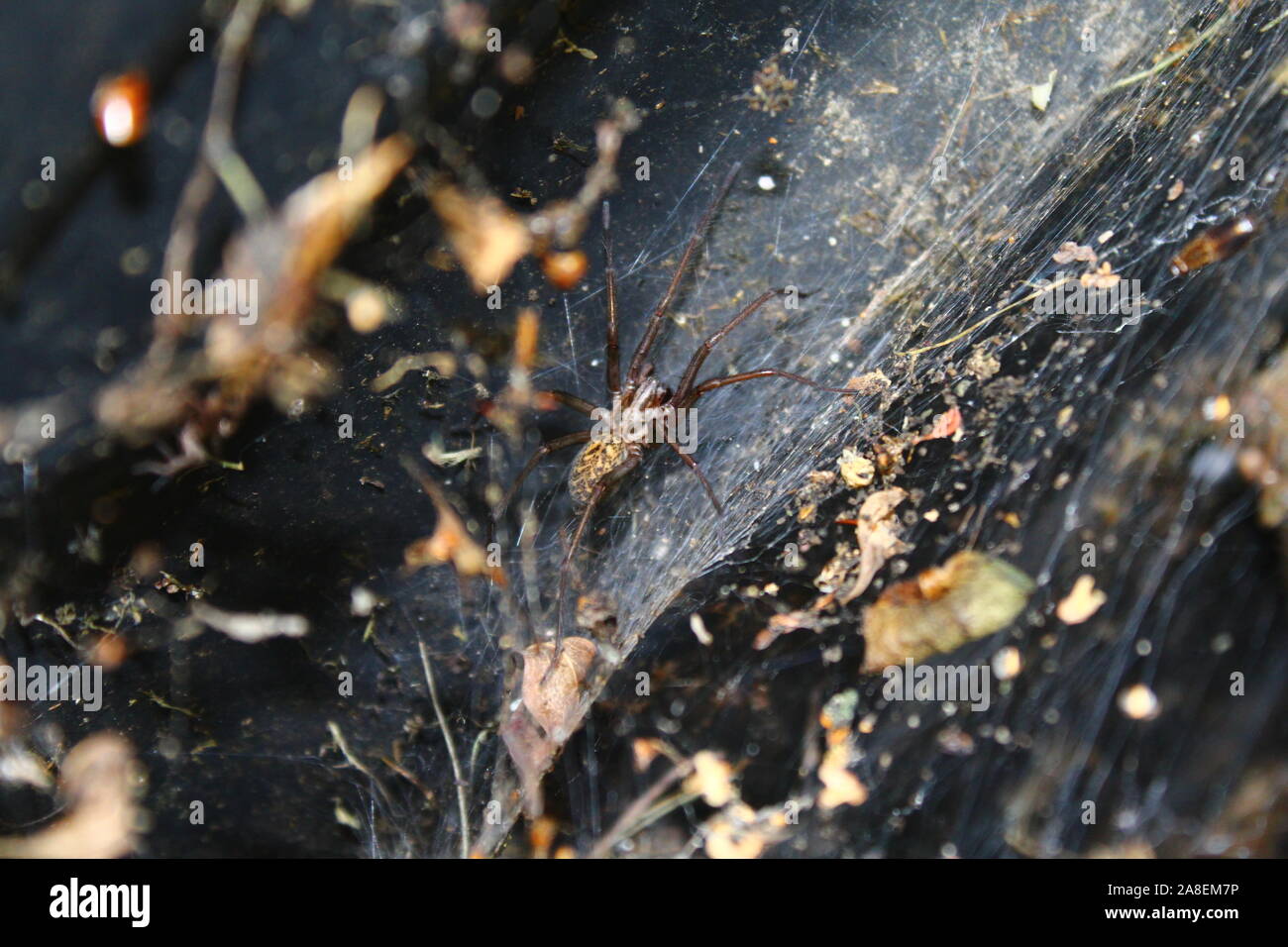 The picture shows a dust spider in the garden Stock Photo