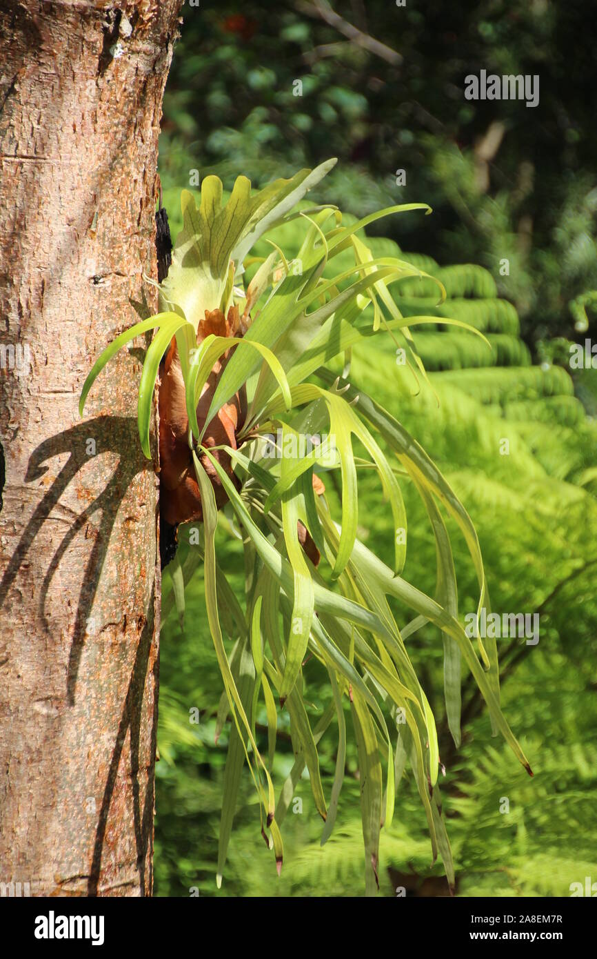 Staghorn fern growing on a tree trunk Stock Photo Alamy