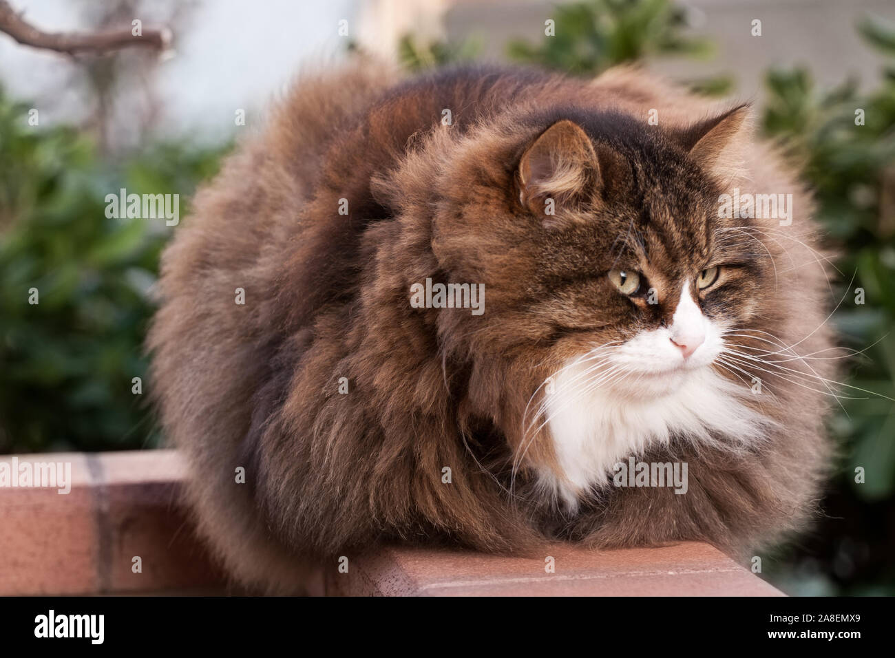 close up front  face of a tabby beautiful fluffy cat with very long hair, whiskers and eyebrows Stock Photo