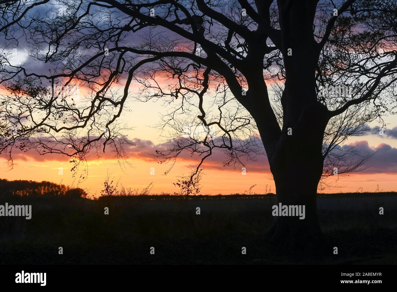 Badbury Rings, Wimborne, Dorset, UK. 8th November 2019. UK Weather. The clouds glow a deep