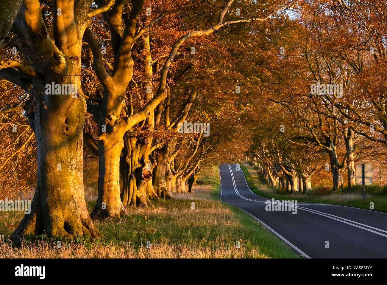 Badbury Rings, Wimborne, Dorset, UK. 8th November 2019. UK Weather. The autumn leaves glow deep