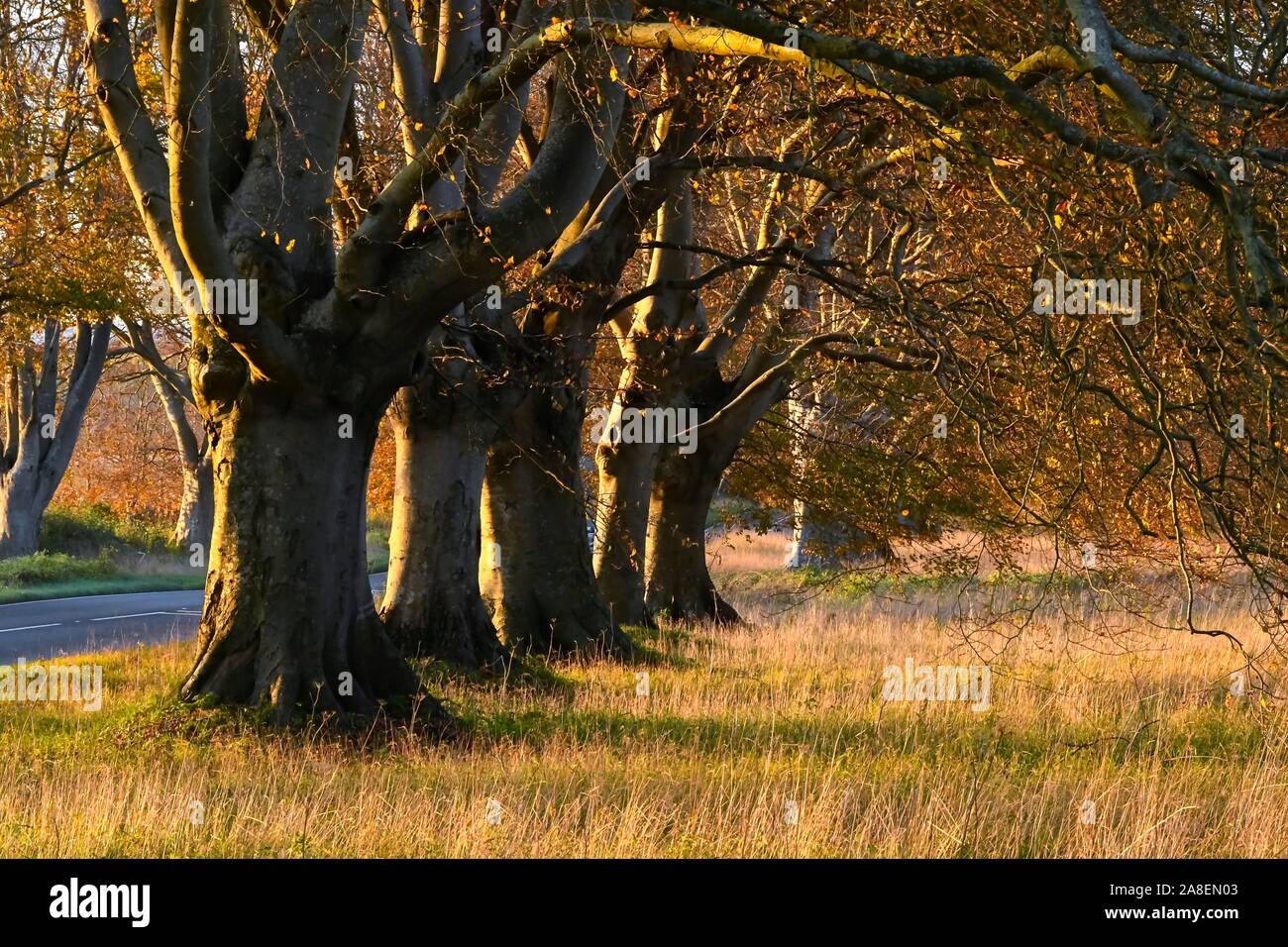 Badbury Rings, Wimborne, Dorset, UK. 8th November 2019. UK Weather. The autumn leaves glow deep