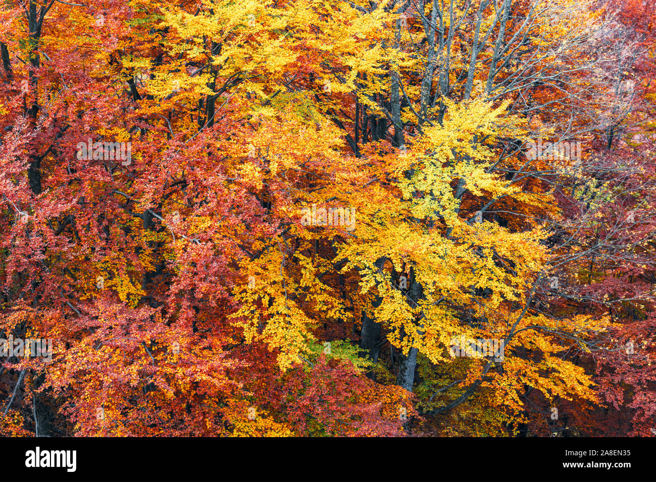 Colourful beech branches with yellow and orange folliage at autumn forest. Picturesque fall scene in Carpathian mountains, Ukraine. Landscape photogra Stock Photo