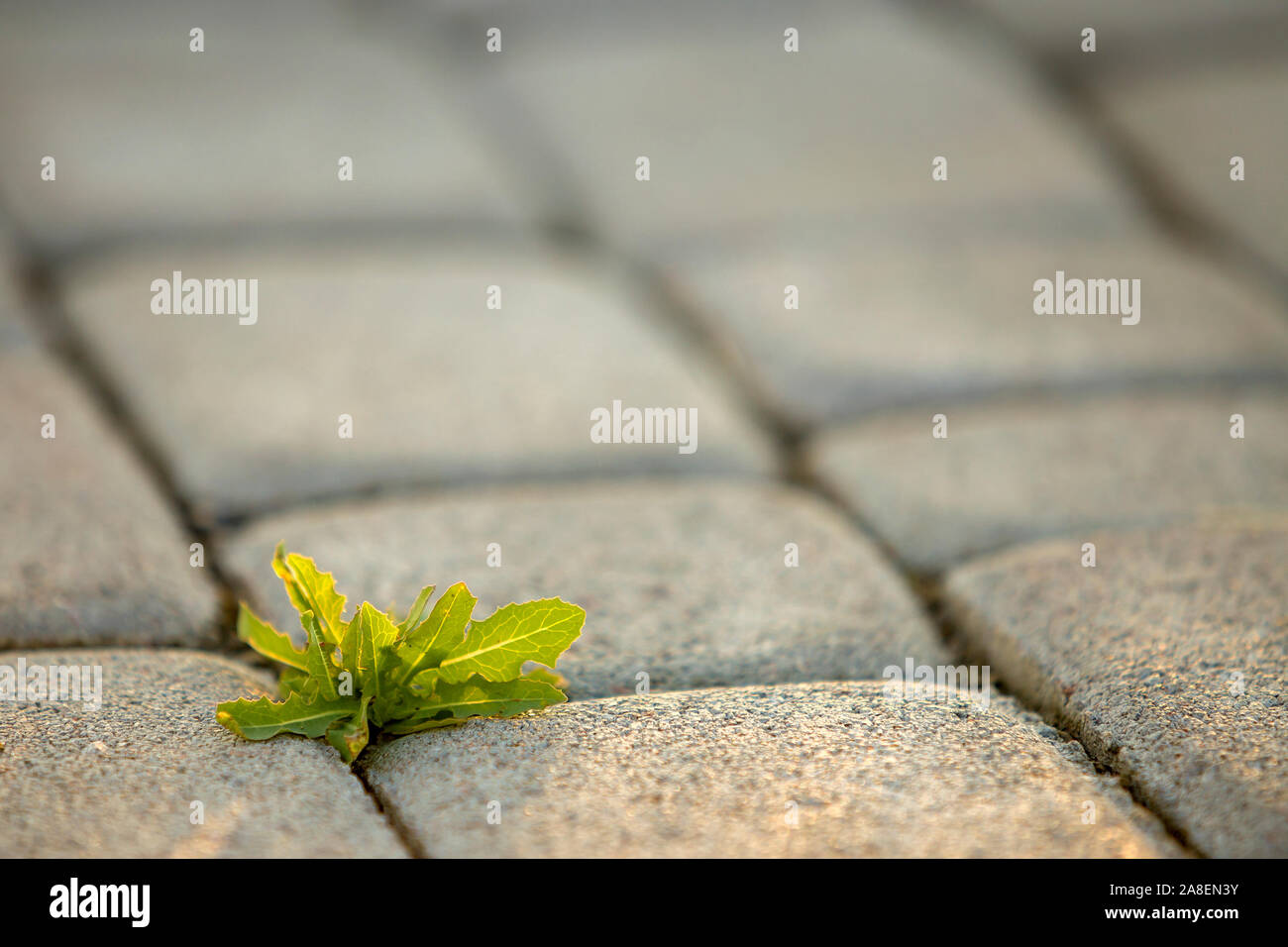 Weed plants growing between concrete pavement bricks. Stock Photo
